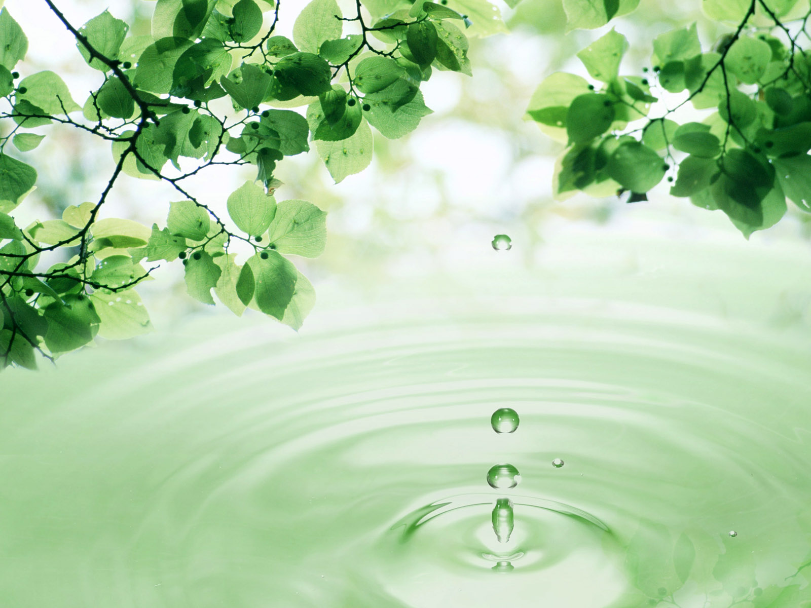 Leaf With Water Drop - HD Wallpaper 