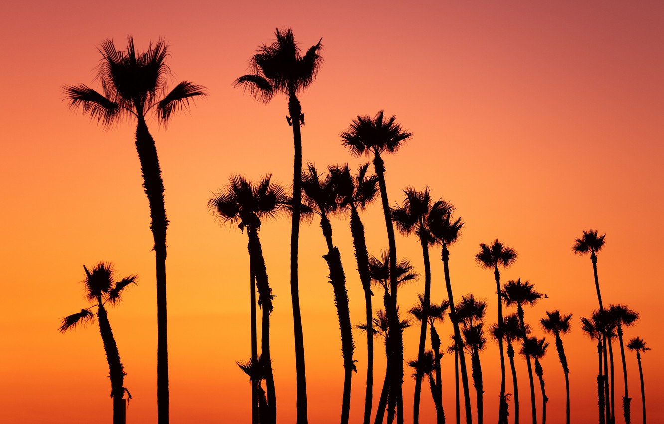 Photo Wallpaper Colorful, Twilight, Sky, Trees, Nature, - Palm Trees Orange Background - HD Wallpaper 