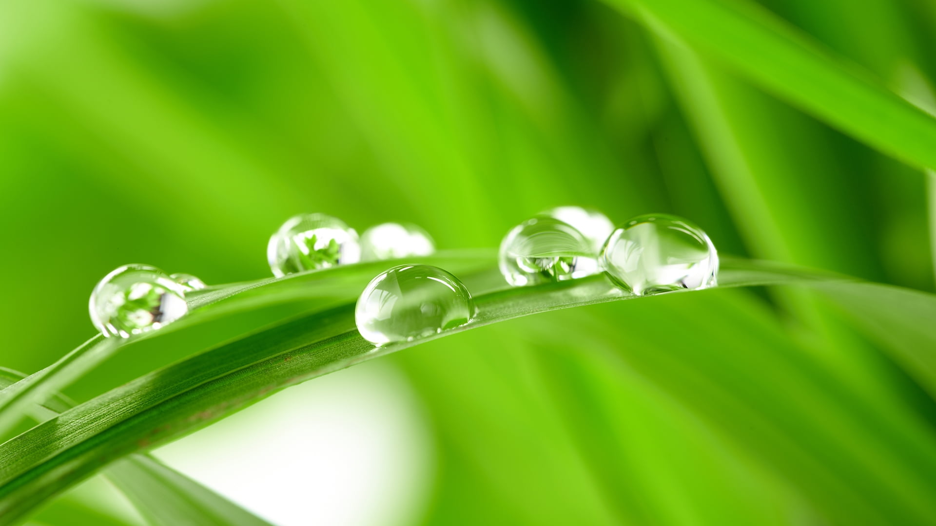 Desktop Wallpaper Hd Greenery - 1920x1080 Wallpaper Desktop Wallpaper Hd Greenery - 1920x1080 Wallpaper
