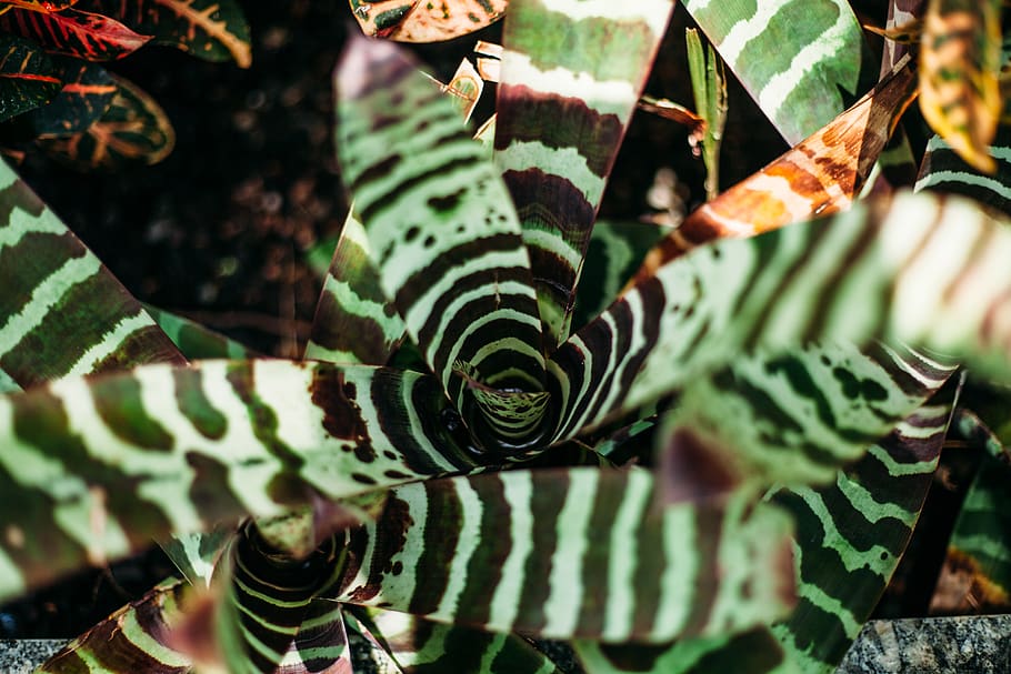 United States, Baltimore, Tropical Plant, Green, Lush, - Houseplant - HD Wallpaper 