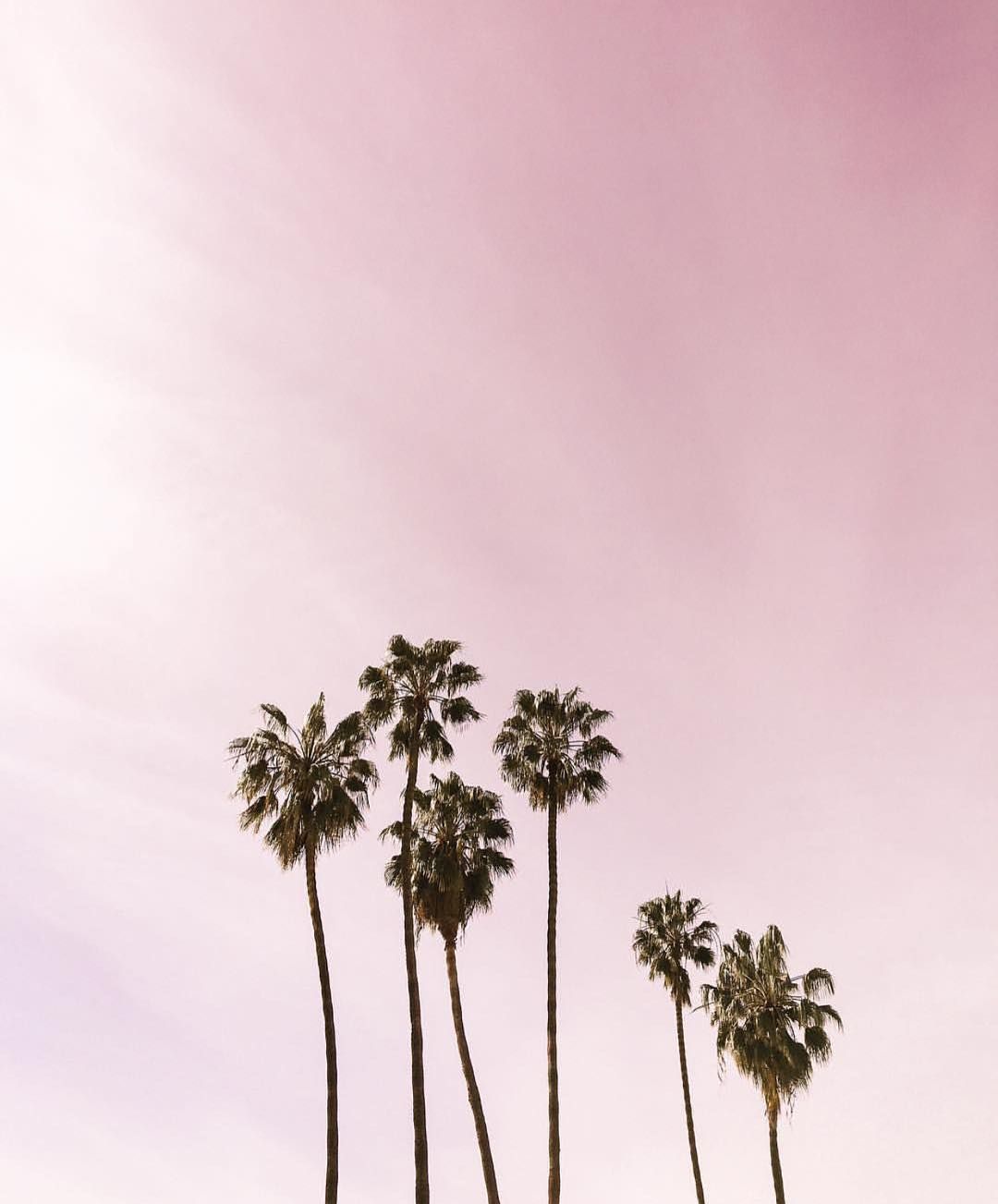 Pink Sky And Palm Trees - HD Wallpaper 