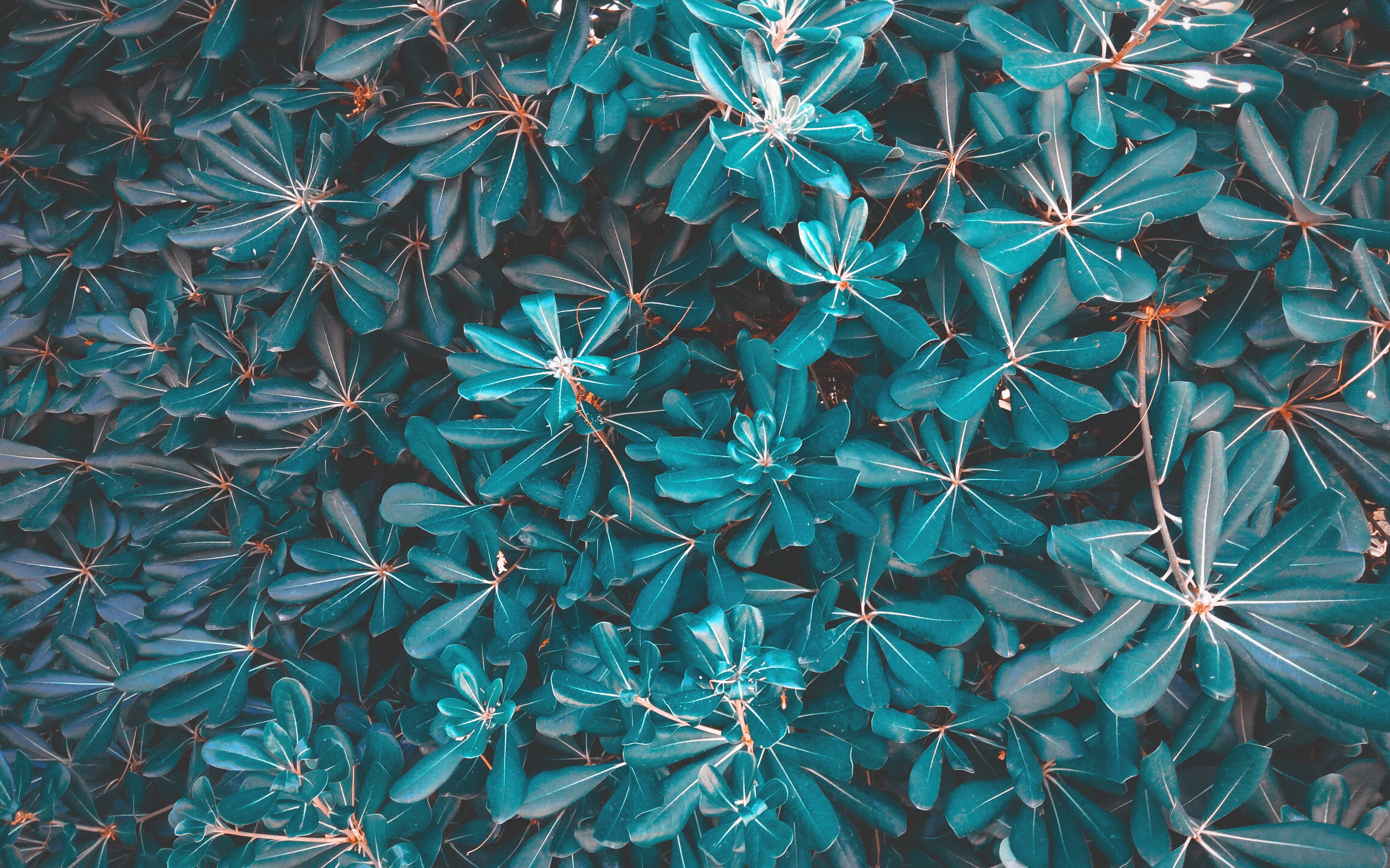 Wallpaper Leaves, Plant, Blue - Blue Plant Backgrounds - HD Wallpaper 