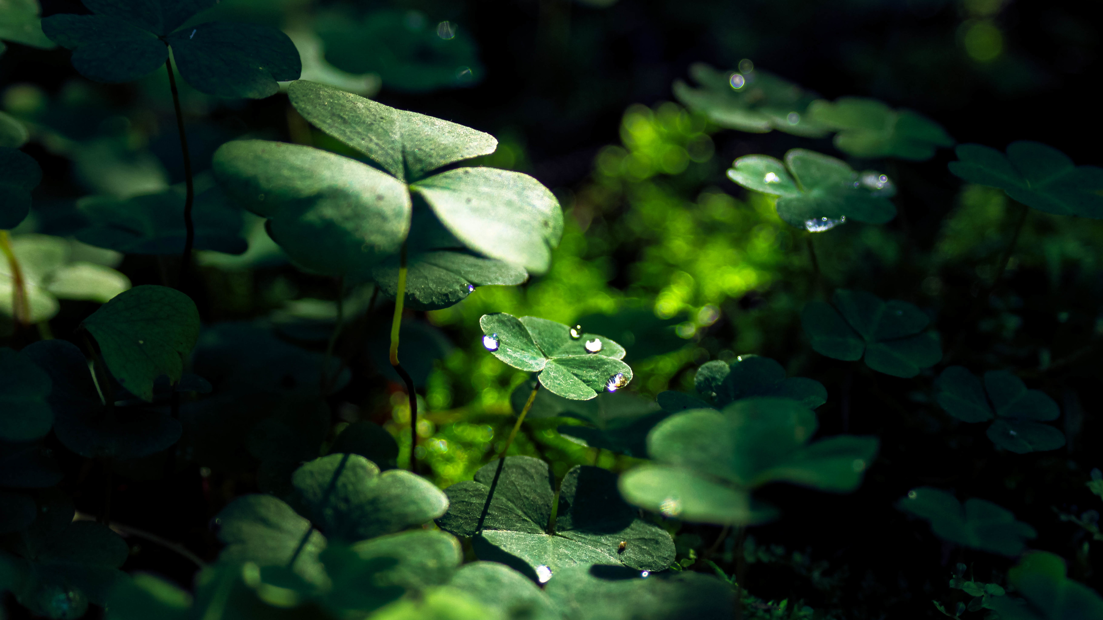 Green Leaf Macro Nature Grass Water Drop 4k - Iphone Four Leaf Clover - HD Wallpaper 