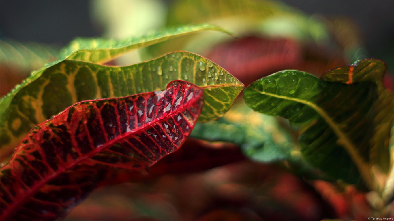 Leaves Of Tropical Plants-windows Theme Wallpaper2014 - Close-up - HD Wallpaper 
