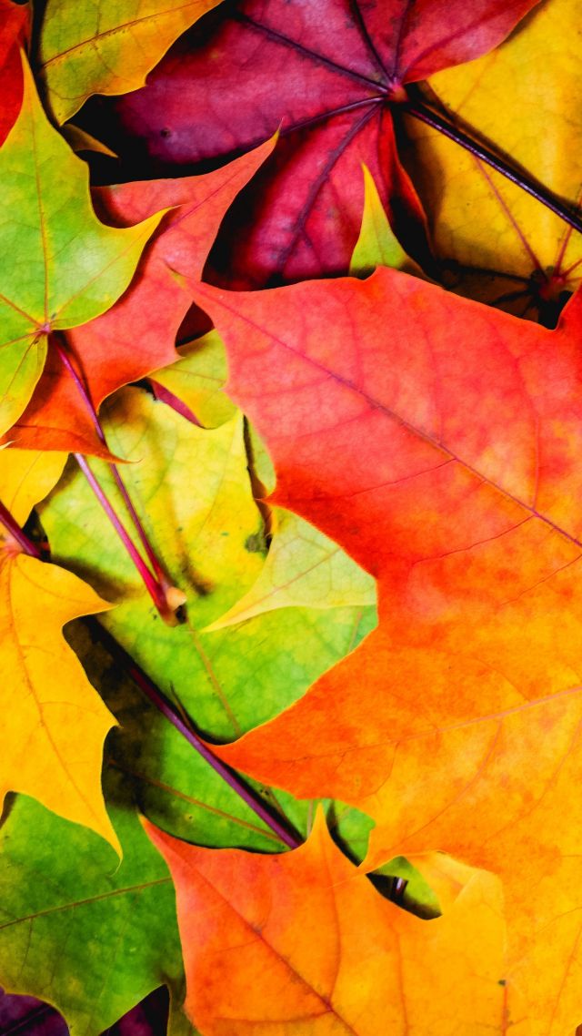 Leaves, 5k, 4k Wallpaper, 8k, Colorful, Autumn - 4k Wallpaper Colorful - HD Wallpaper 