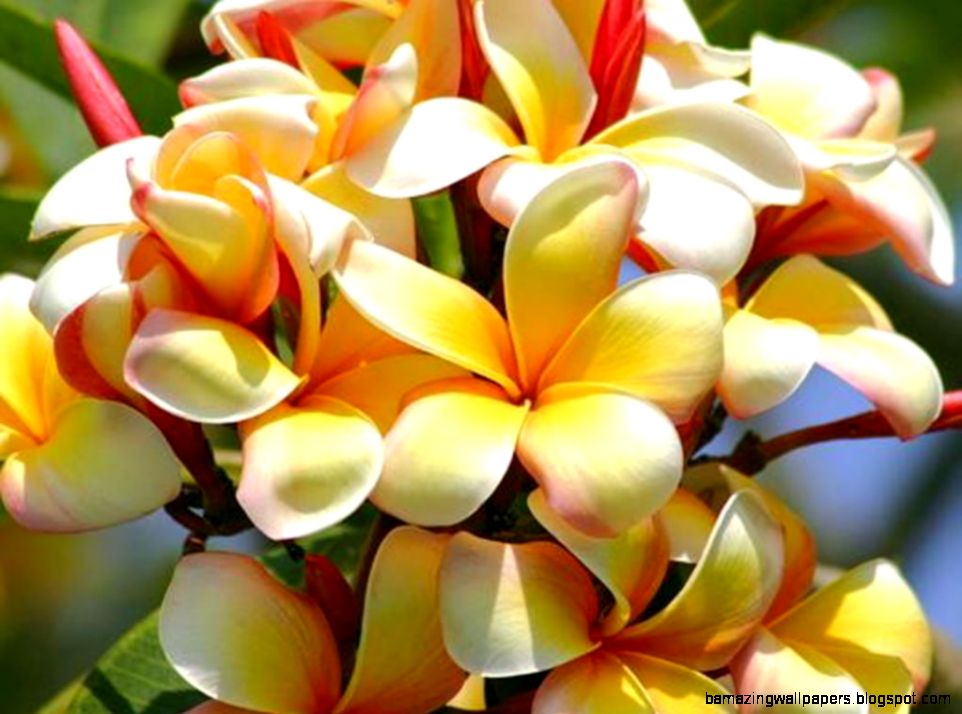 Tropical Plant Wallpaper Wallpapersafari - Exotic Flower Backgrounds - HD Wallpaper 