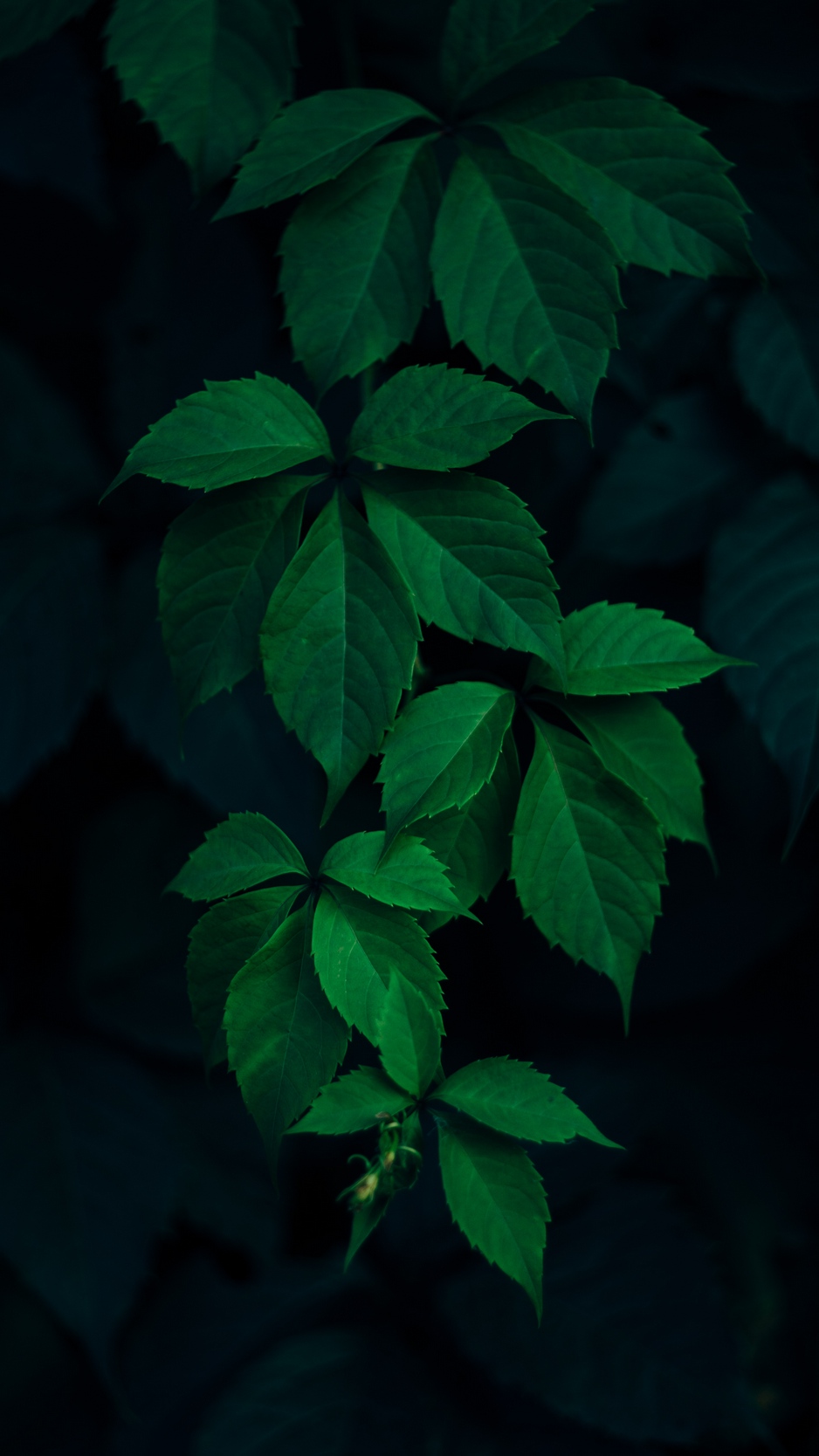 Iphone Leaves Background - HD Wallpaper 