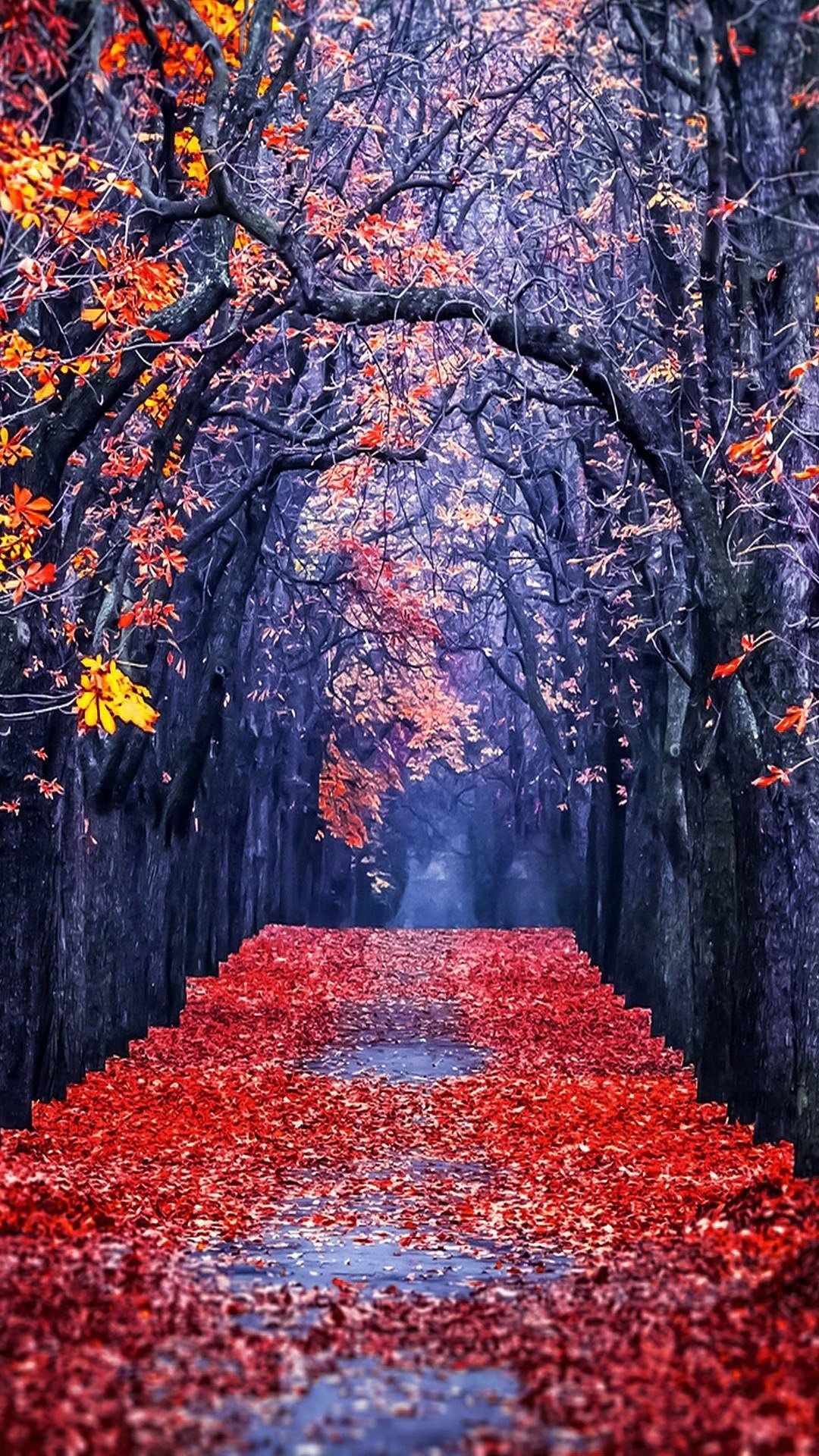 Gallery Of Autumn Leaves In Frost Wallpapers And Images - Full Screen  Wallpaper Hd Nature - 1080x1920 Wallpaper 
