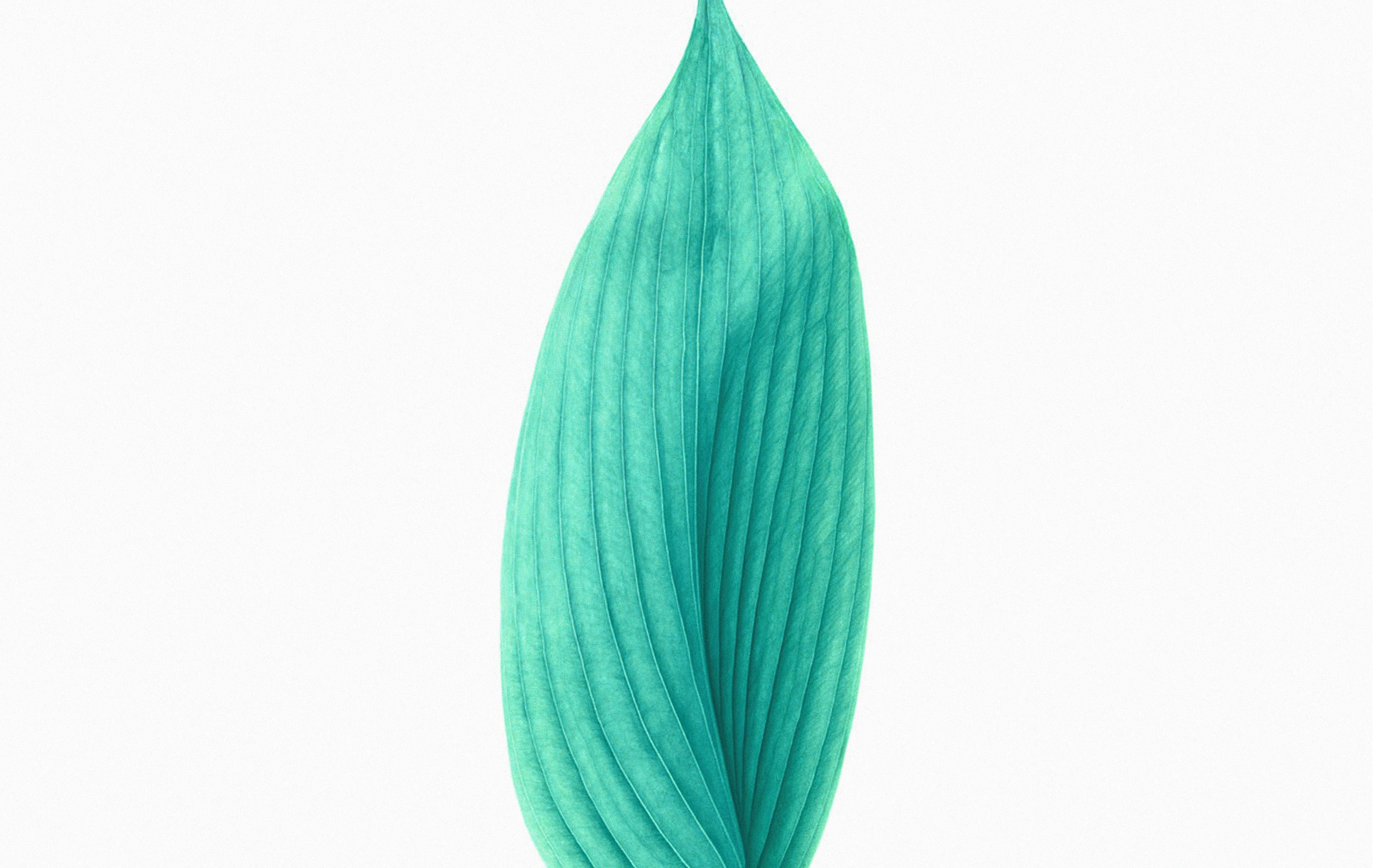 Apple - HD Wallpaper 