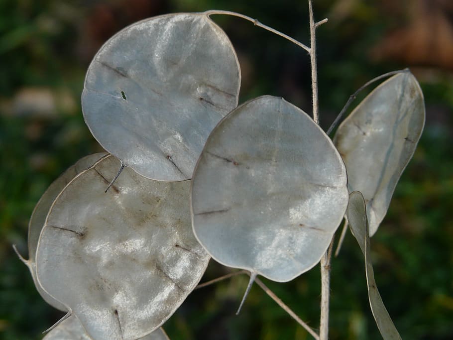 Silberling, One Year, Silver Leaf, Leaves, Plant, Nature, - HD Wallpaper 