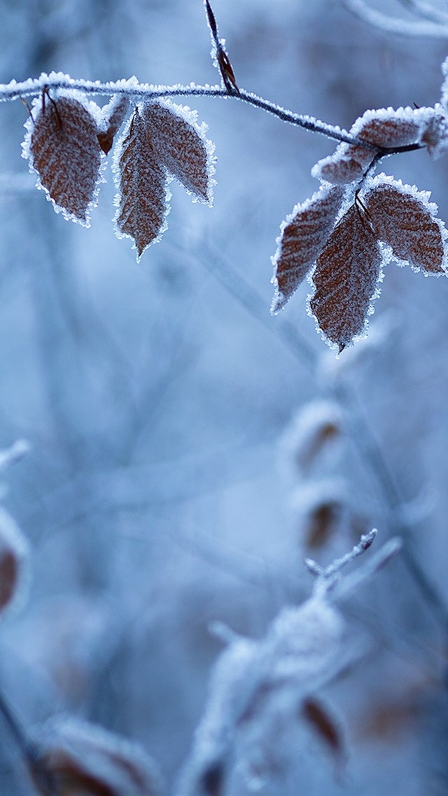 Iphone Wallpaper Forest Winter, Branches, Leaves, Frost - Frost Descent - HD Wallpaper 