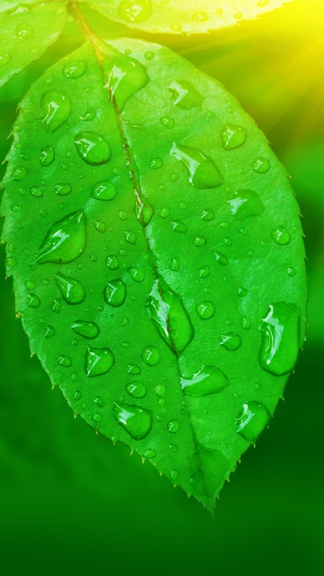 Iphone 5 Wallpaper Green Leaf Closeups - Green Leaf Wallpaper Hd Iphone - HD Wallpaper 