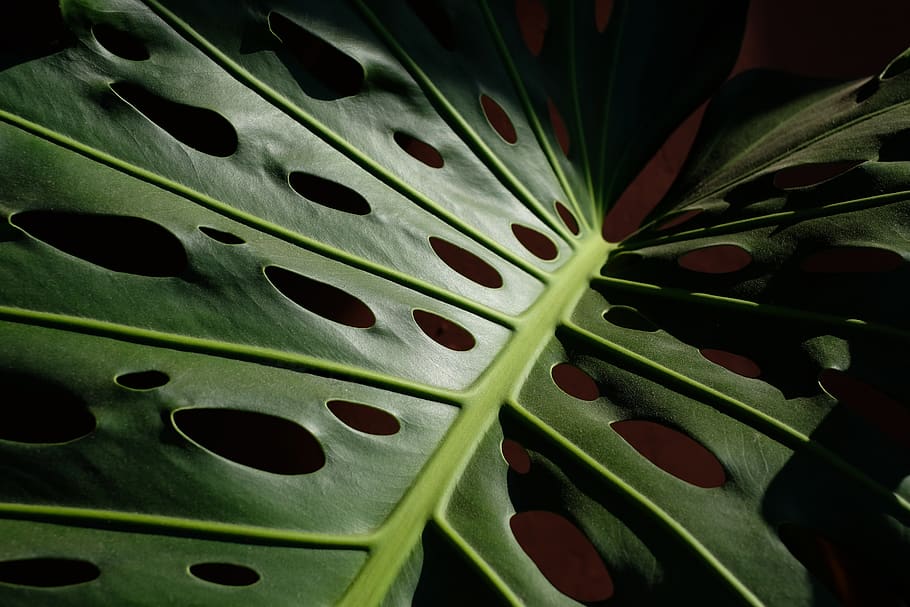 Spain, Estepona, Close-up, Macro, Tropical Plant, Nature, - HD Wallpaper 