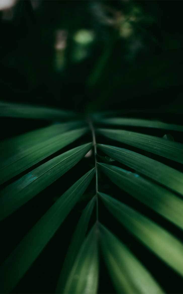 Eye Pleasing Leaf Wallpaper Tropical Leaves, Botanicals, - Eye Pleasing - HD Wallpaper 