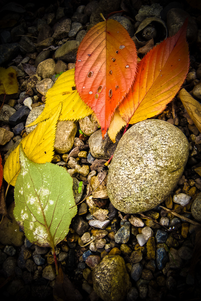 Autumn - HD Wallpaper 