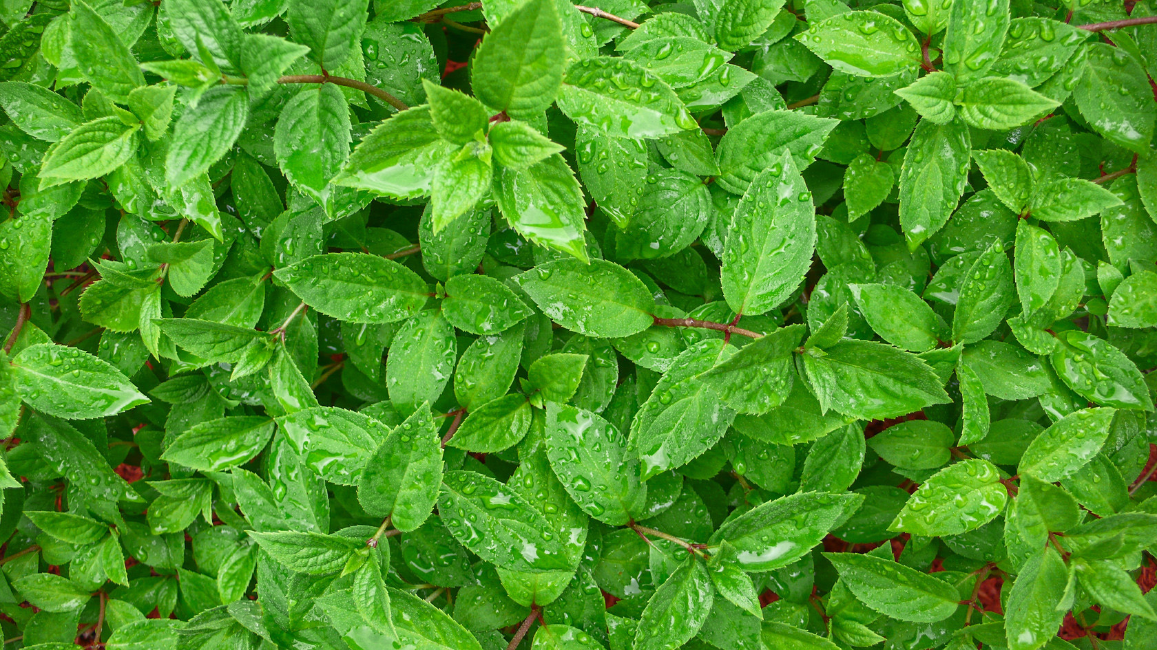 Wallpaper Little Green Leaves Wallpaper Background - Green Tea Leaf Texture - HD Wallpaper 