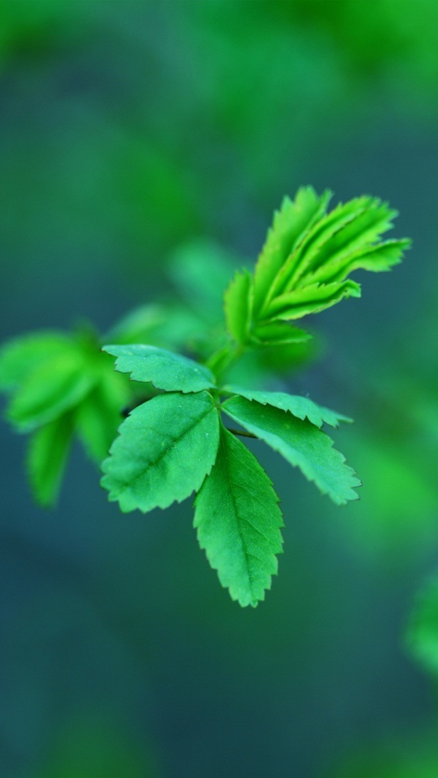 Iphone 5 Wallpaper Green Spring Leaves - Tree - HD Wallpaper 