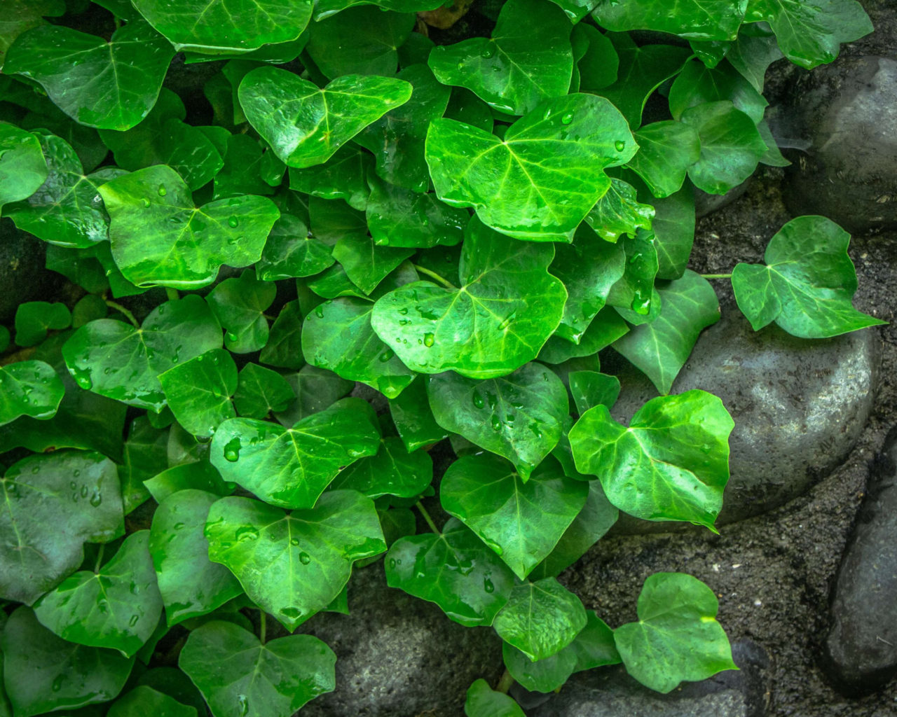 Green Leaf Wallpaper Hd - HD Wallpaper 