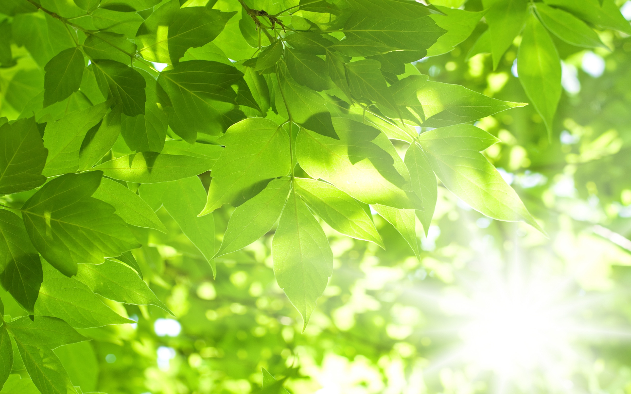 Beautiful Green Leaves - HD Wallpaper 