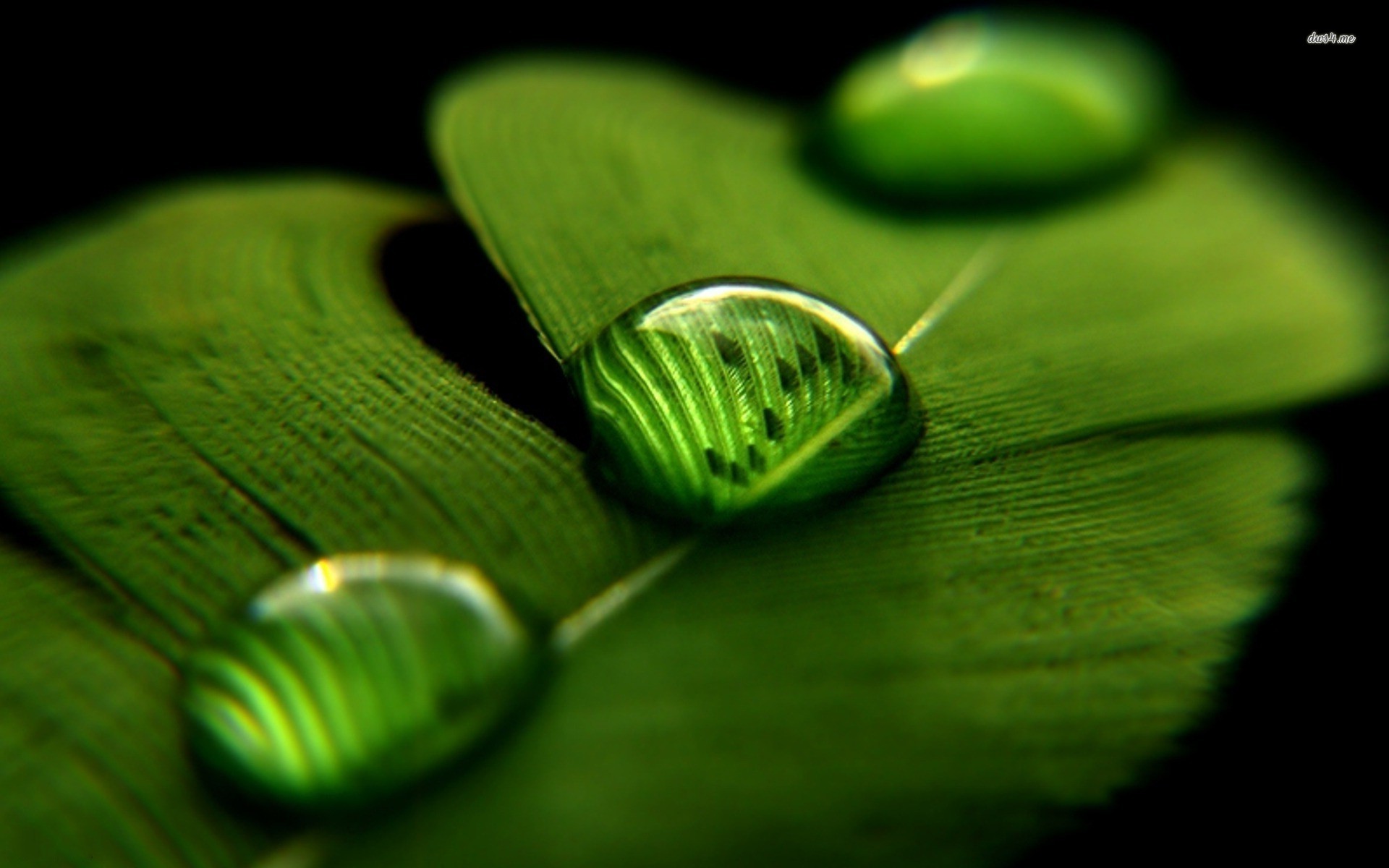 Green Leaf With Water Drops - HD Wallpaper 