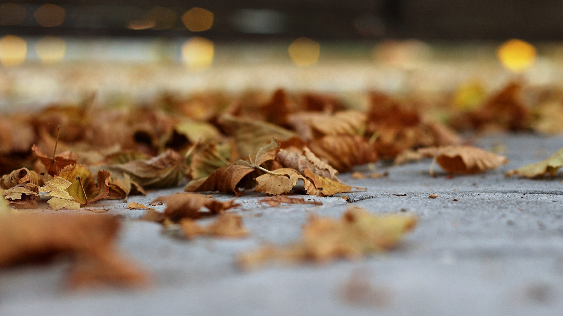 Сухие Листья Осень - HD Wallpaper 