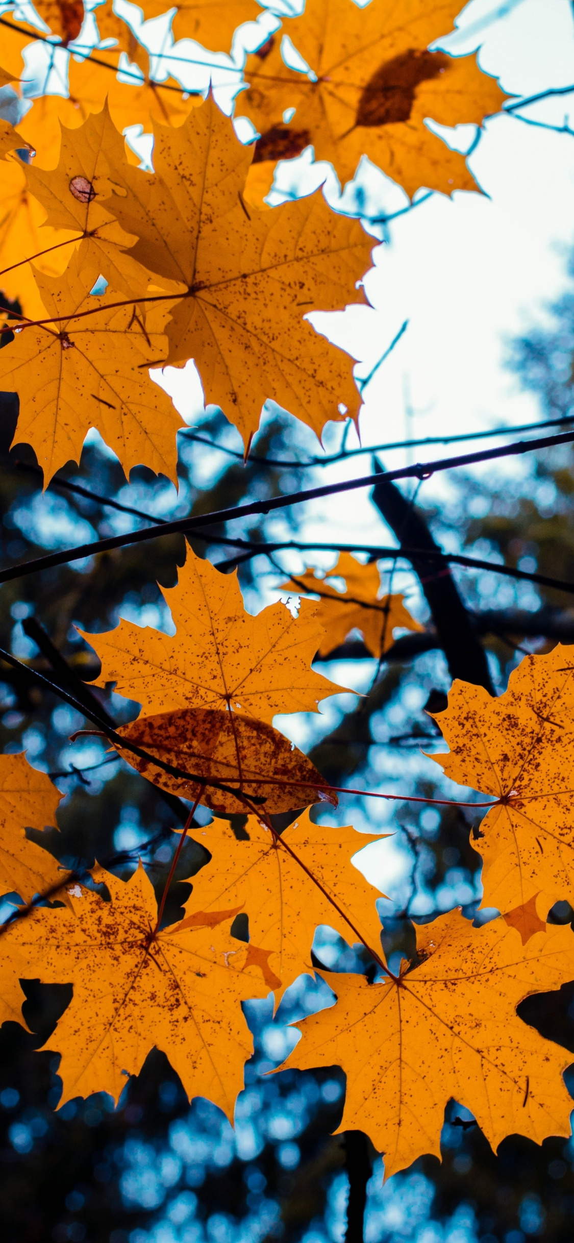 Maple, Leaves, Yellow, Tree Branch, Autumn, Wallpaper - HD Wallpaper 