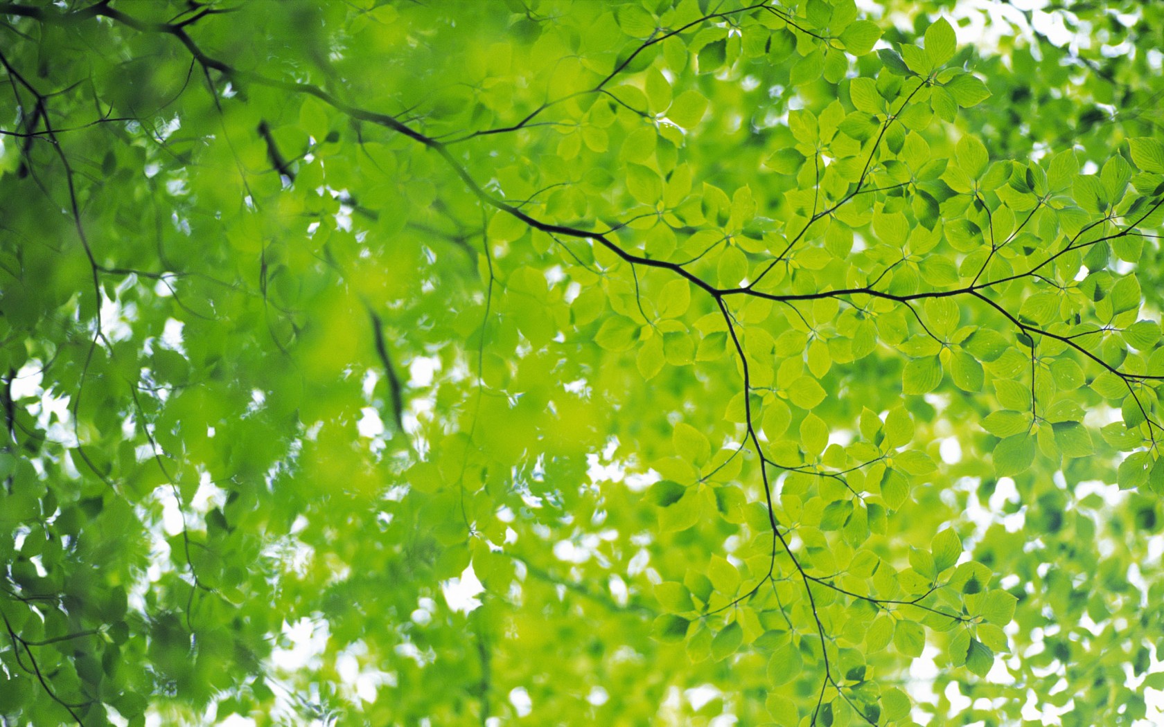 Summer Green Leaf - Backgrounds Nature Full Green Hd - HD Wallpaper 