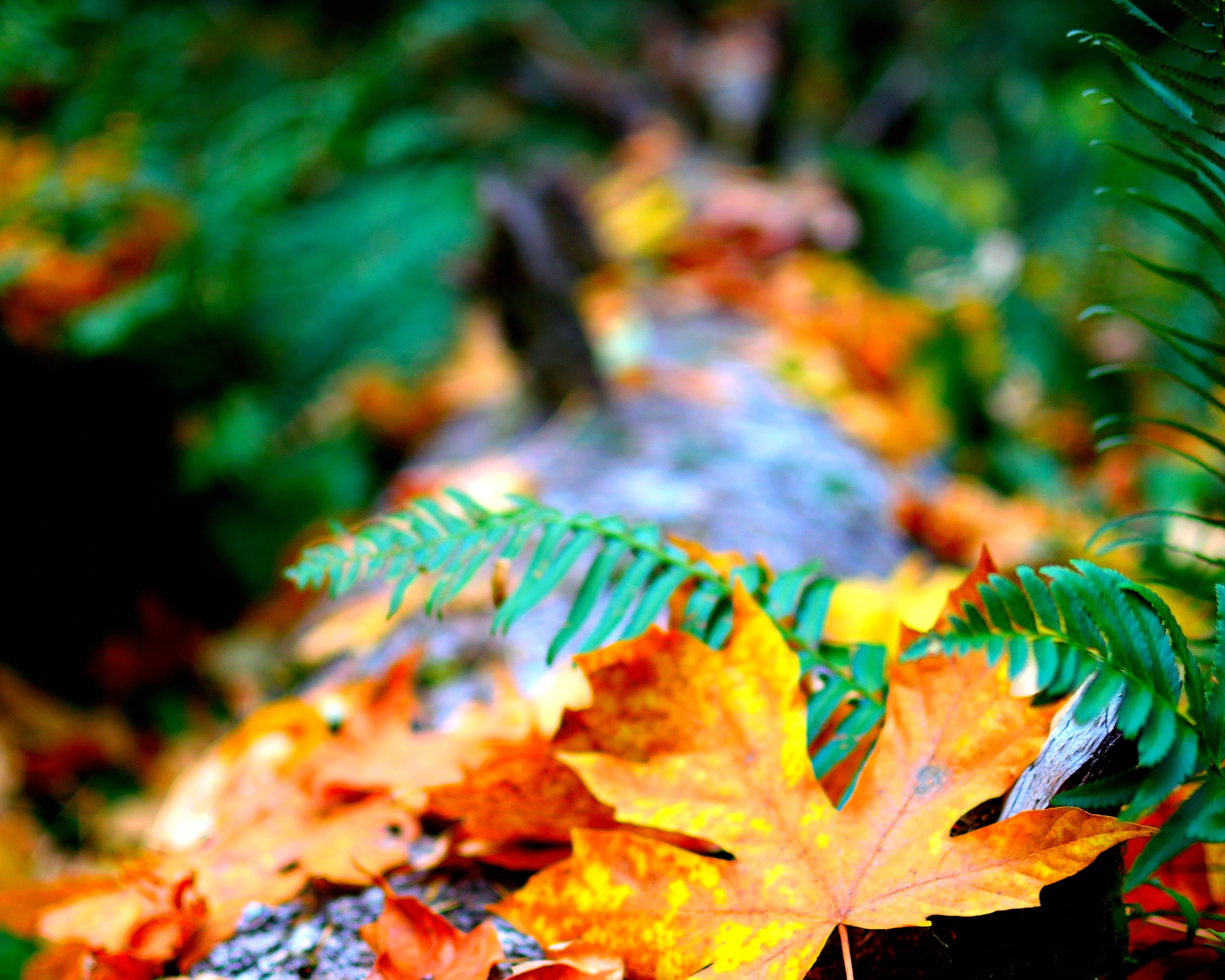 4k Wallpaper Autumn Leaves Blur Close Up Photo Of Dry - Hd Wallpapers 4k Download For Mobile - HD Wallpaper 