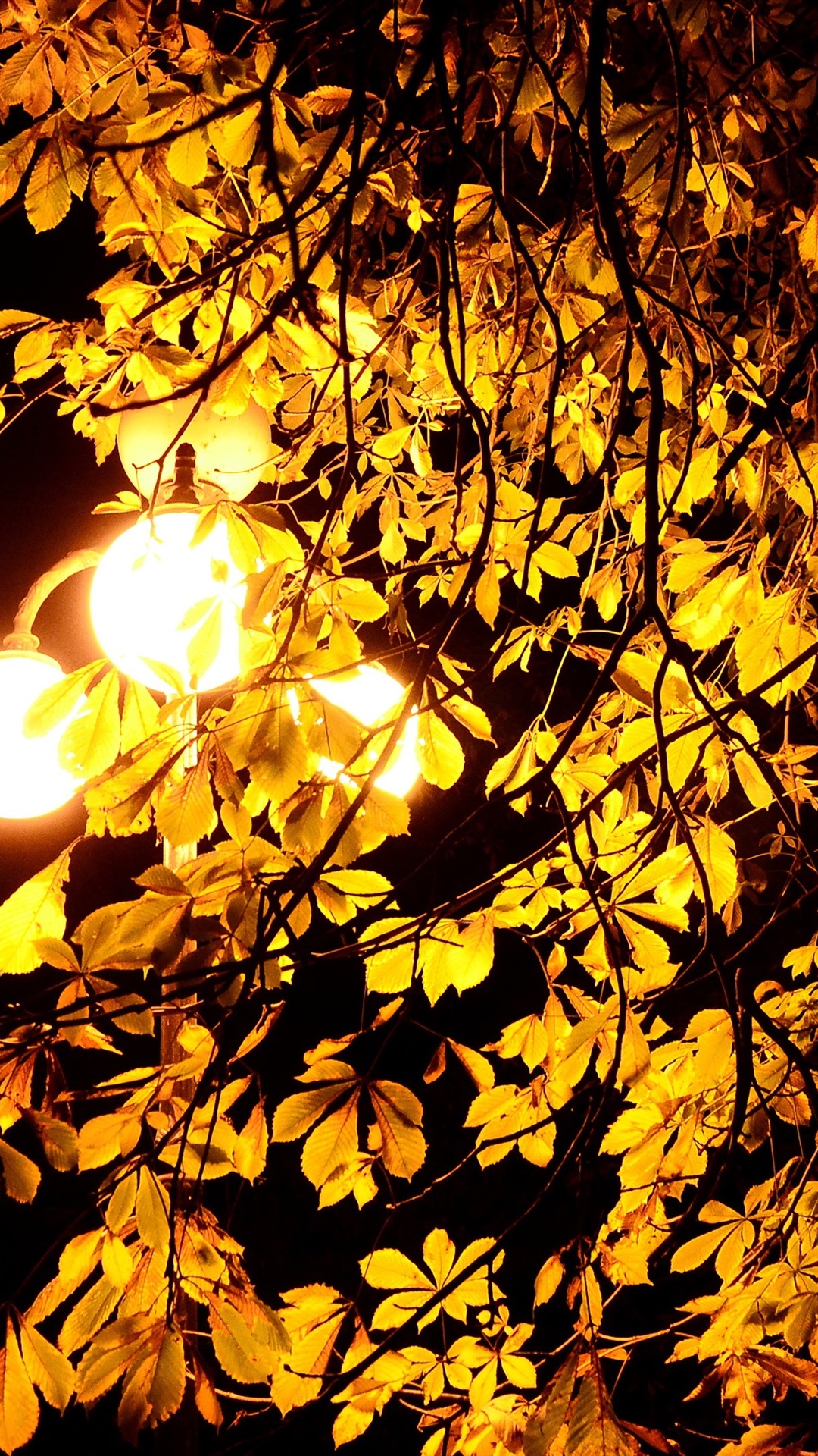 Iphone Wallpaper Night, Lights, Autumn, Tree, Leaves - Sunlight - HD Wallpaper 