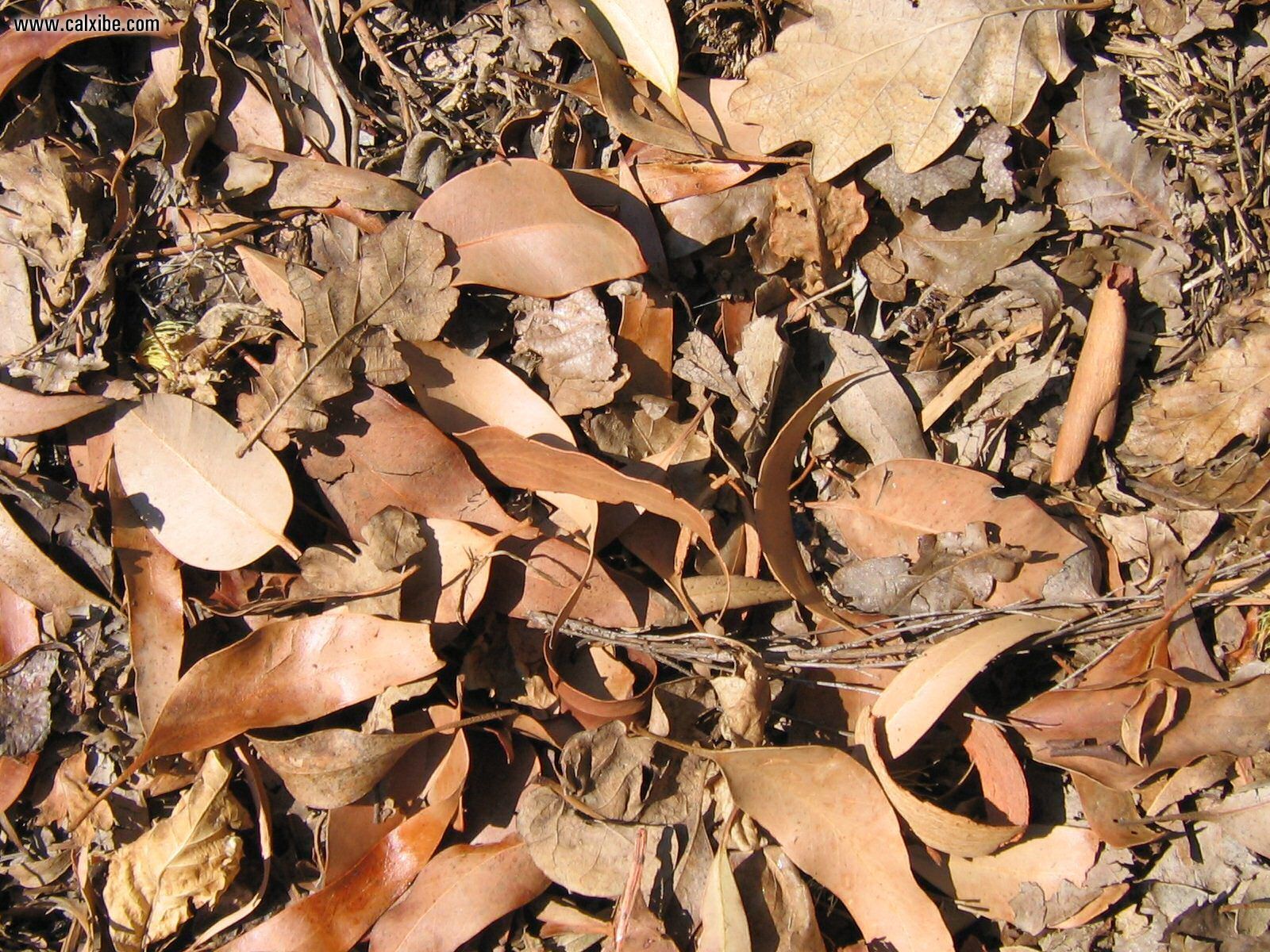 Dry Leaves Wallpaper - HD Wallpaper 