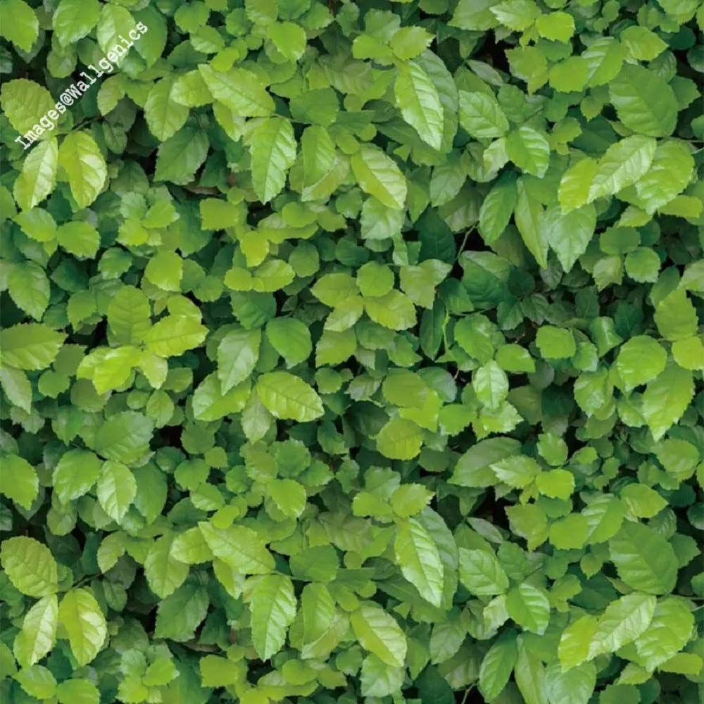 3d Wallpaper Leaves - HD Wallpaper 