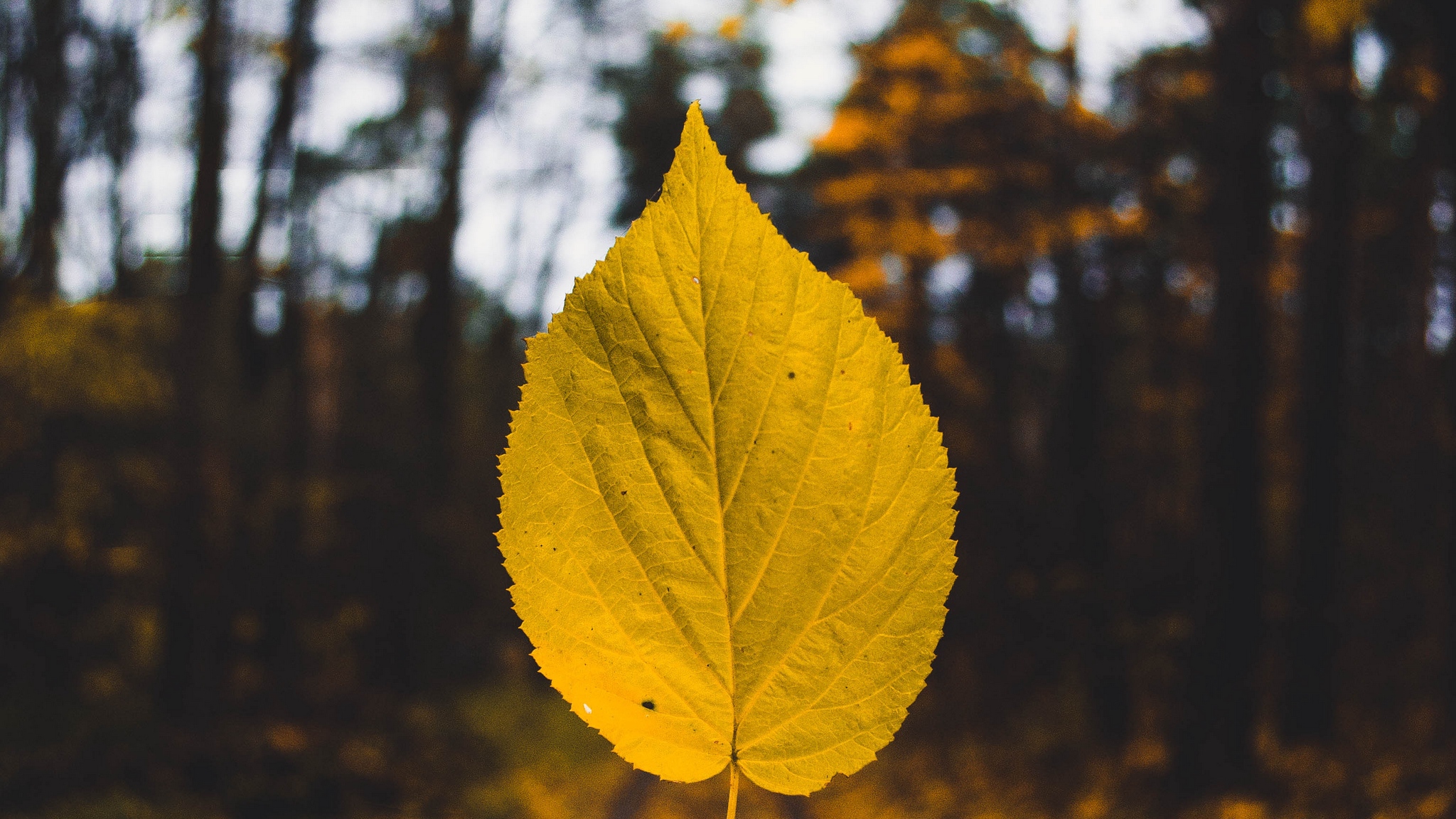 Wallpaper Leaf, Autumn, Levitation, Blur, Yellow - Happiness Is Not Out There It's In You - HD Wallpaper 