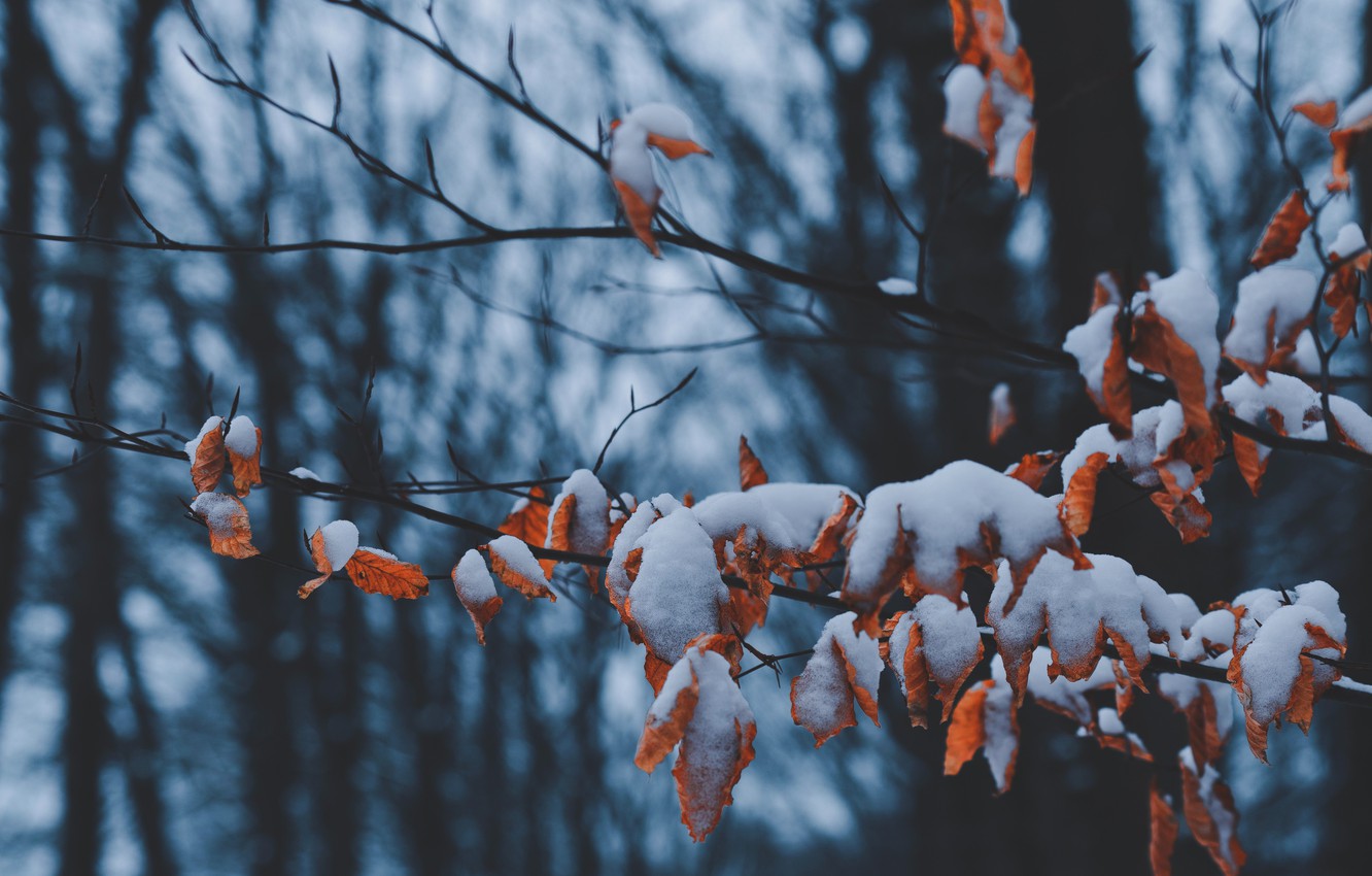 Photo Wallpaper Winter, Leaves, Snow, Trees, Branch, - Winter Wallpaper Hd 14 - HD Wallpaper 