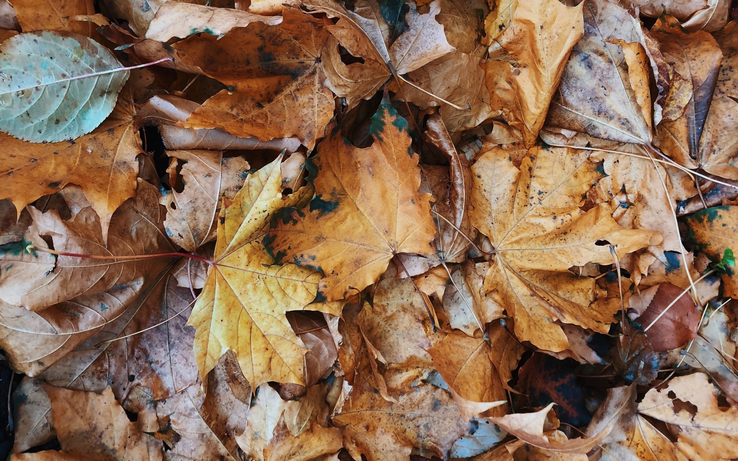 Autumn, Dry Leaves, Maple - HD Wallpaper 