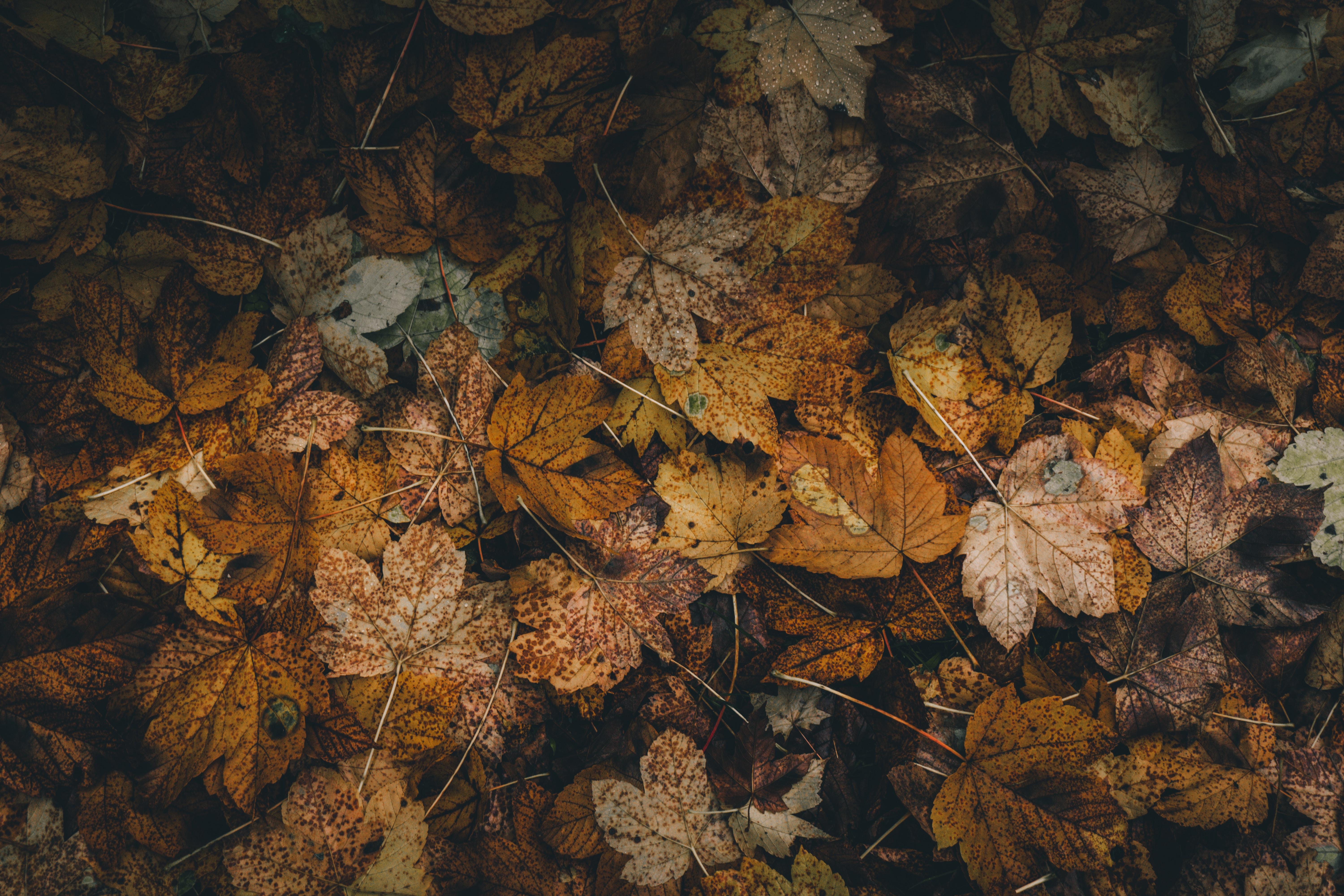 Foliage, Leaves, Fallen, Dry, Autumn - HD Wallpaper 