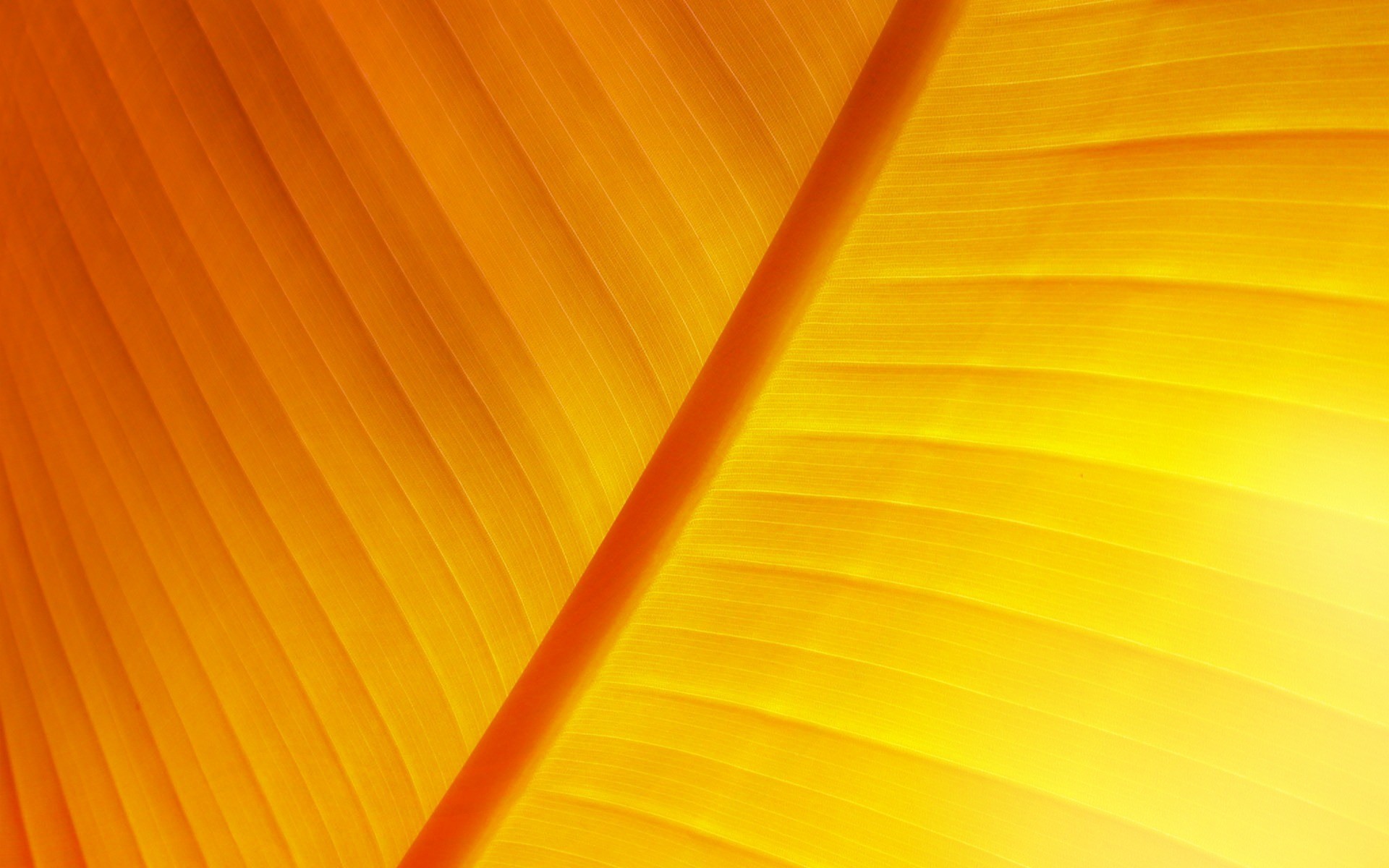 1920x1200, Sun Leaf Wallpaper Photo Manipulated Nature - Banana Leaves Wallpaper Yellow - HD Wallpaper 