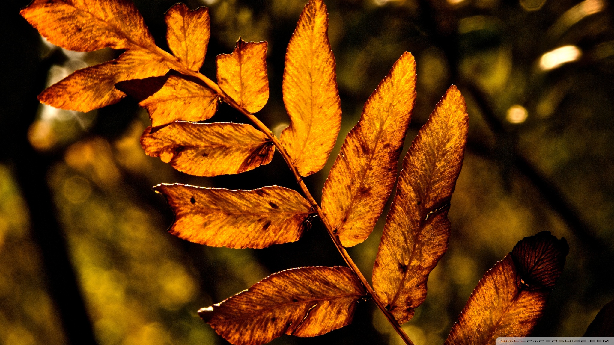 Dry Leaves Hd - HD Wallpaper 