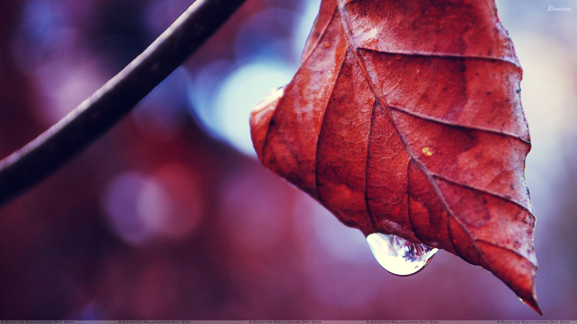 Autumn Leaves With Water Drops - HD Wallpaper 