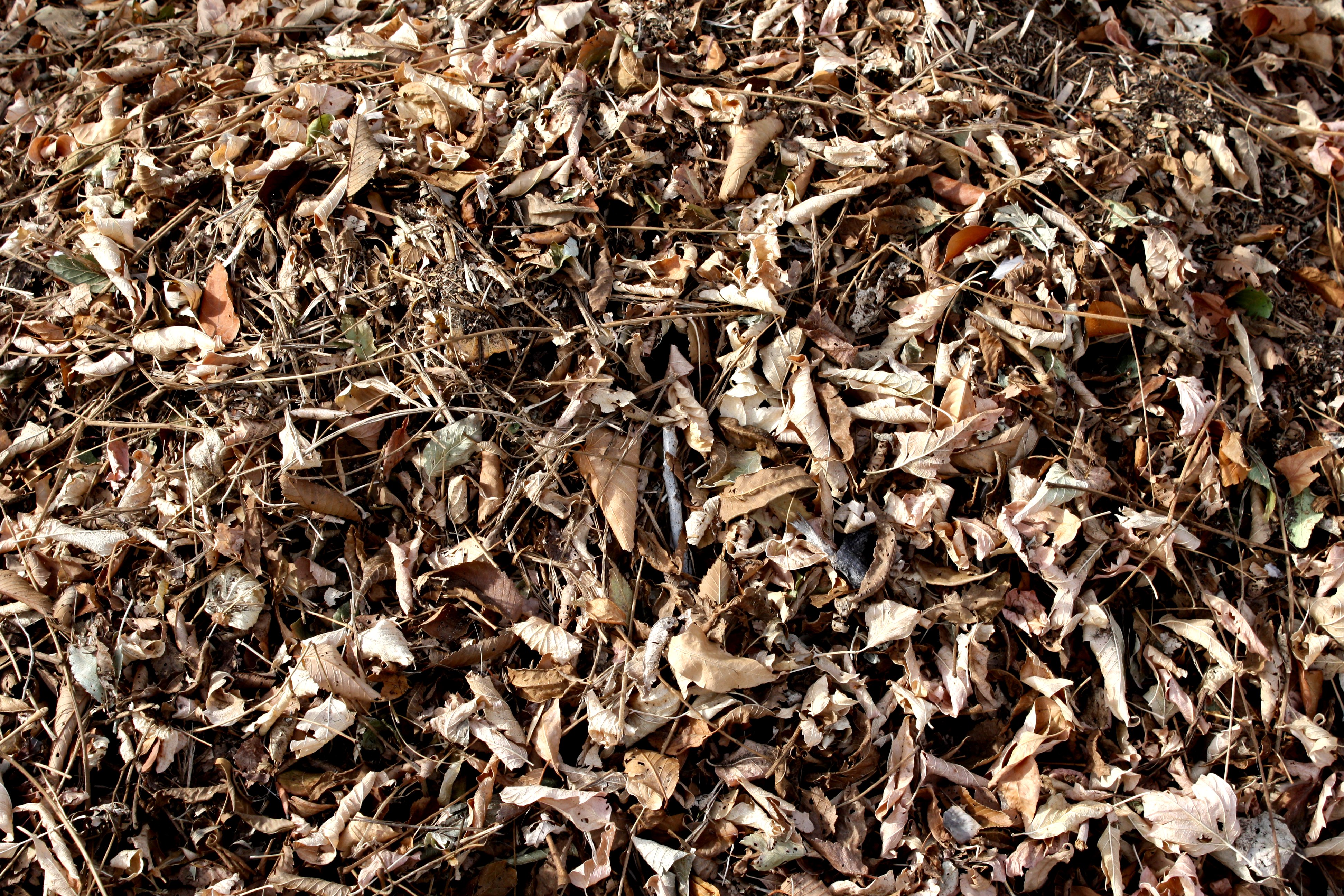 Dry Leaves Wallpaper - 3888x2592 Wallpaper Dry Leaves Wallpaper - 3888x2592 Wallpaper