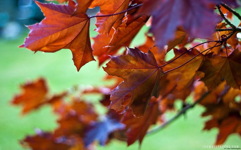 Dry Leaves Wallpaper,leaves Hd Wallpaper,1920x1200 - HD Wallpaper 