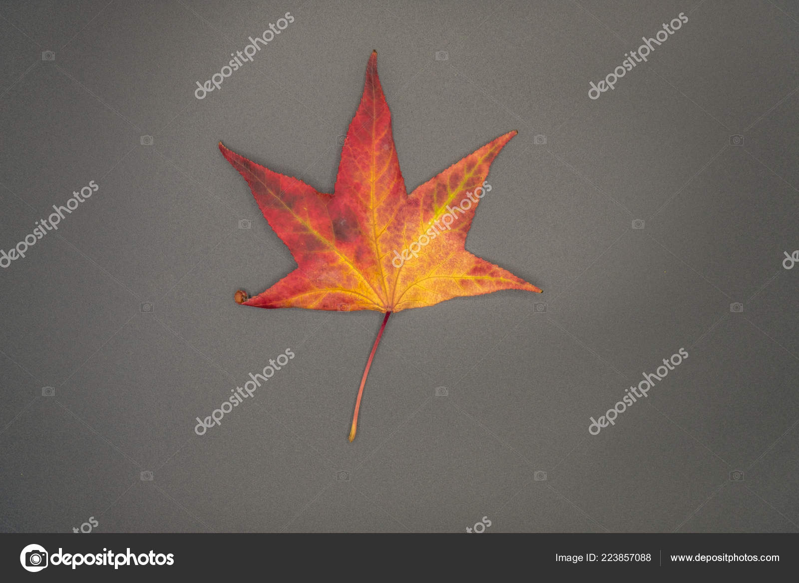 Maple Leaf - HD Wallpaper 