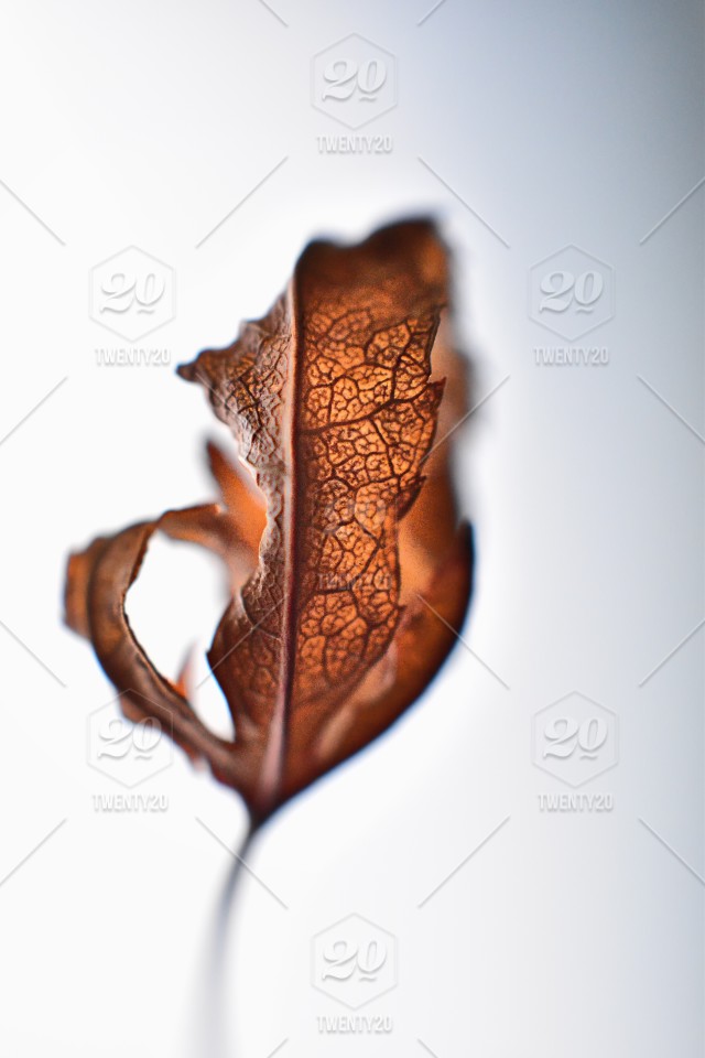 Illustration - HD Wallpaper 