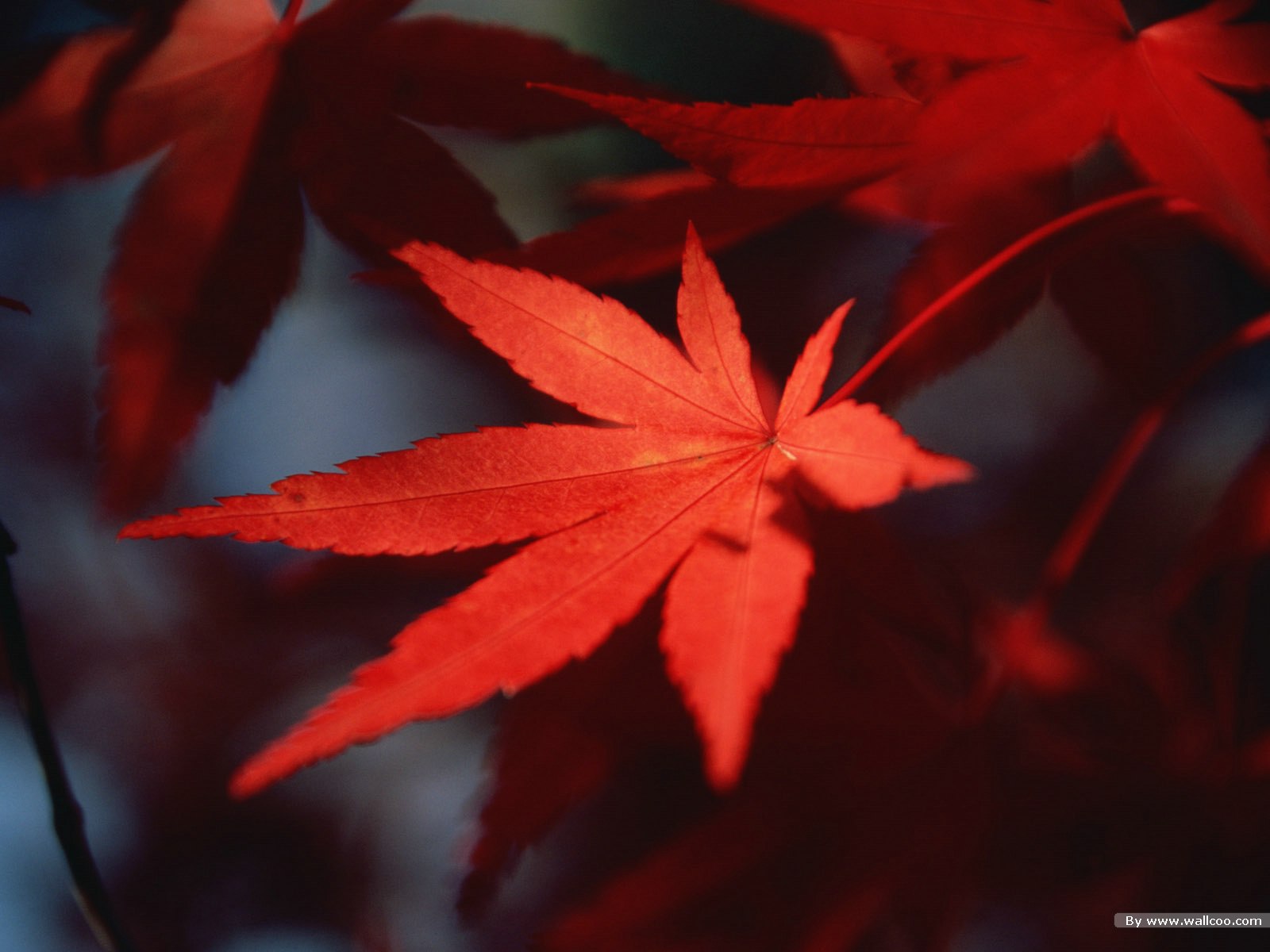Beautiful Images Of Autumn Leaves - 1600x1200 Wallpaper Beautiful Images Of Autumn Leaves - 1600x1200 Wallpaper