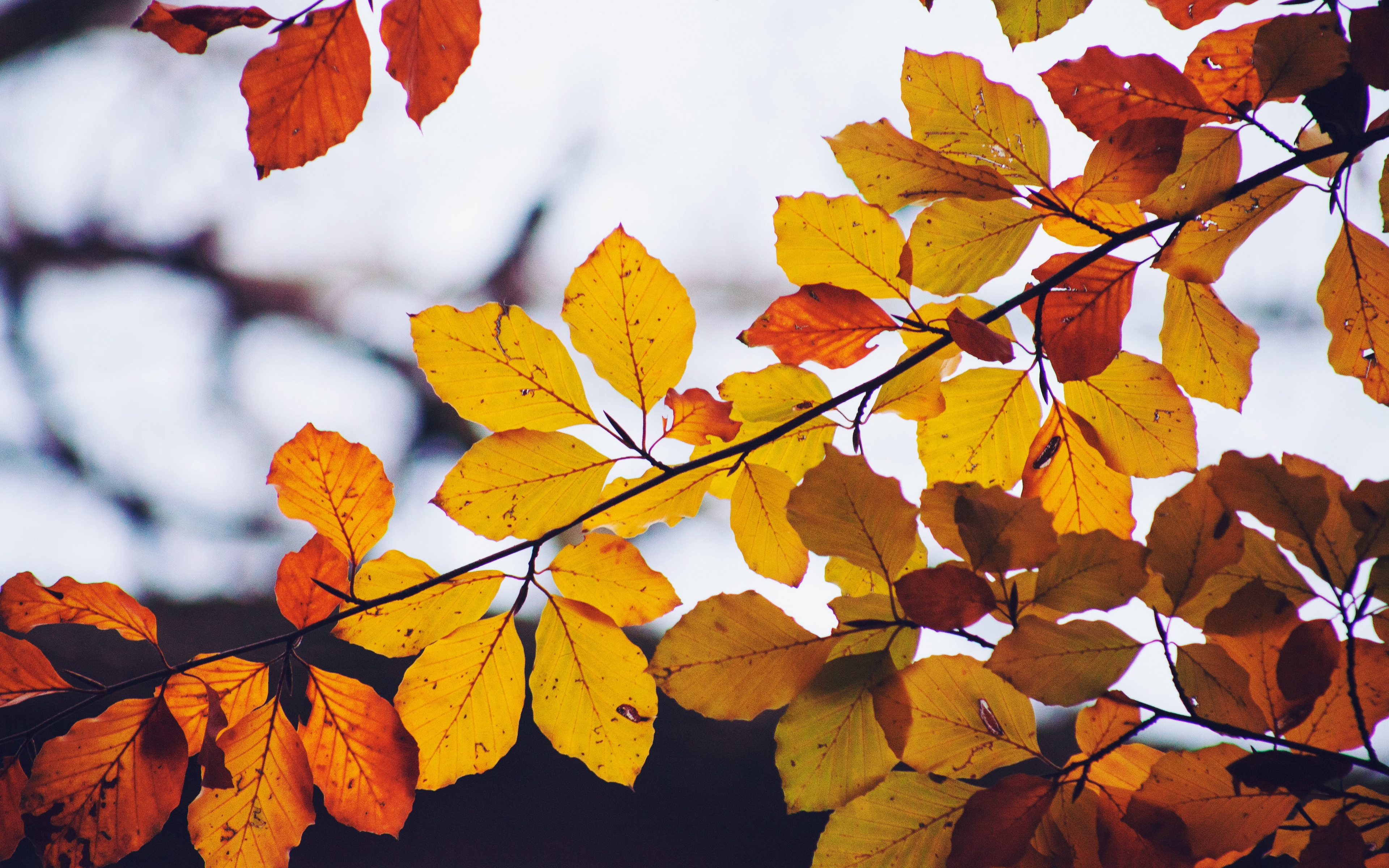 Wallpaper Leaves, Yellow, Dry, Branch, Autumn - Background Wallpaper Nature  - 3840x2400 Wallpaper 