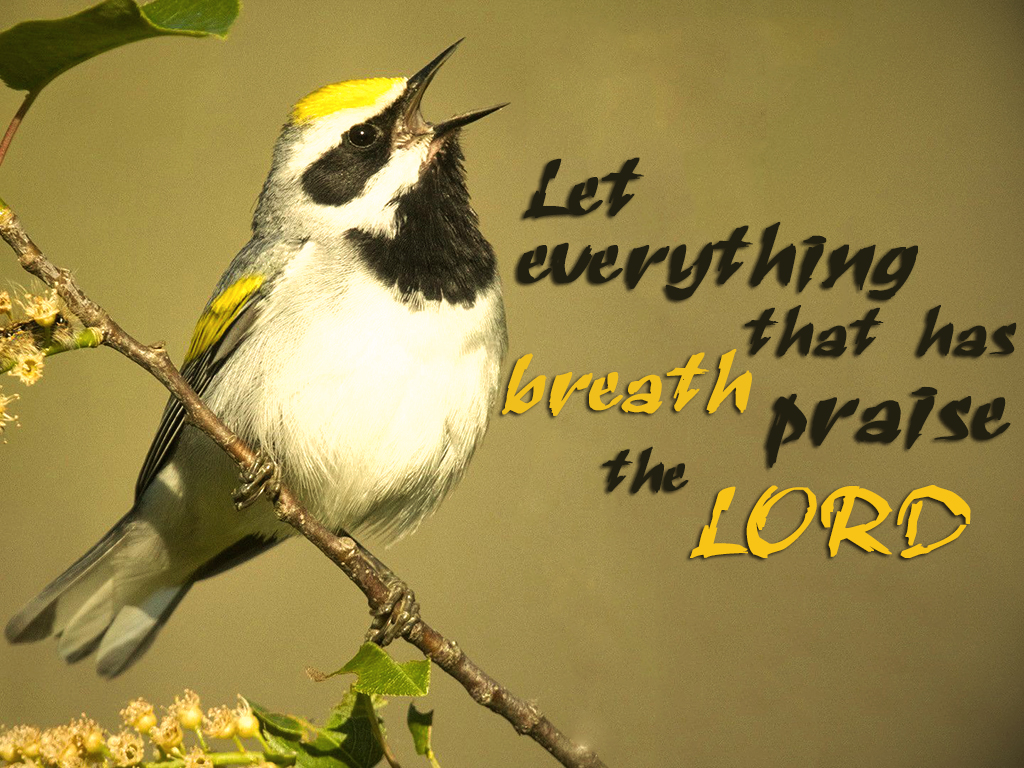 Let Everything That Has Breath Praise The Lord - Let Everything That Has Breath Praise The Lord Praise - HD Wallpaper 