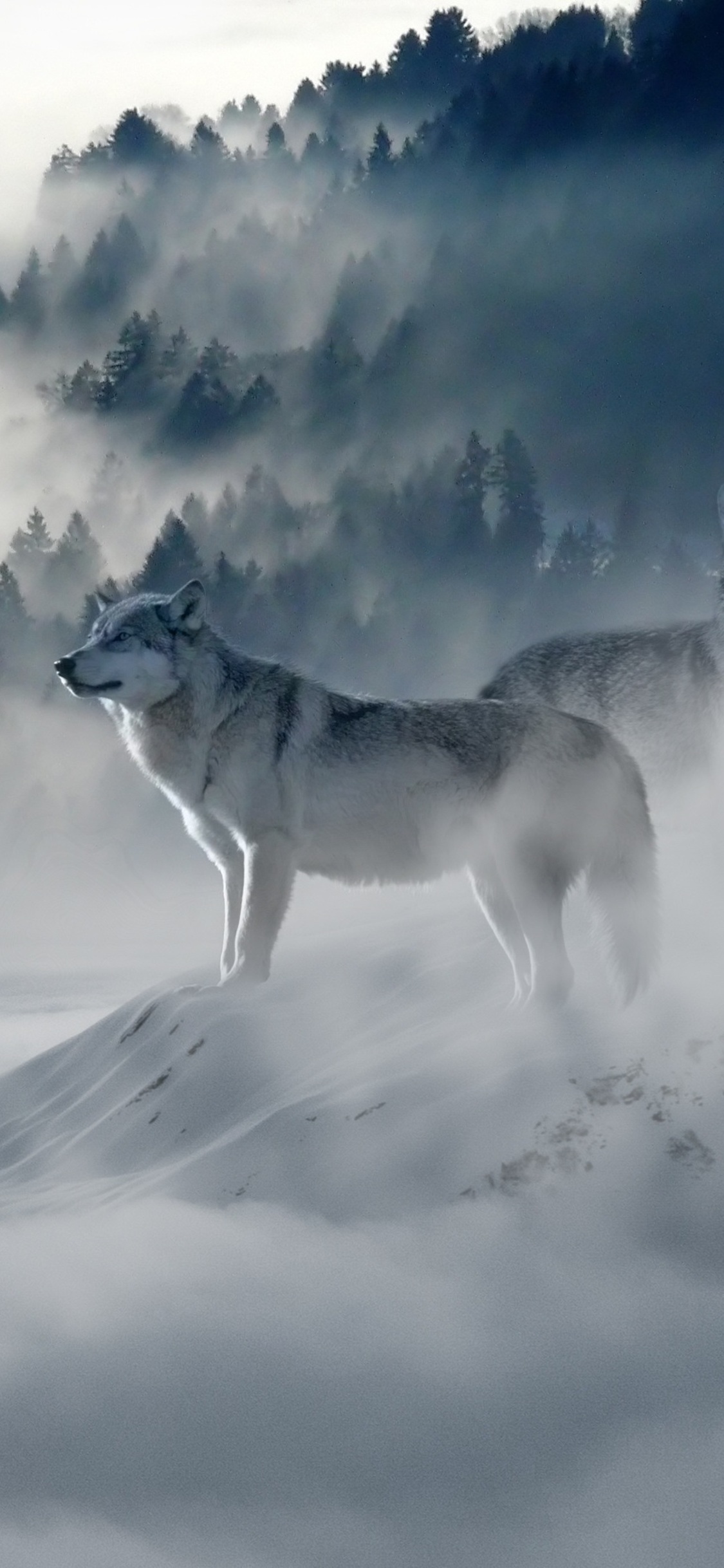 Snow Wolf Ck Iphone X Wallpaper - Wolf Iphone X Wallpaper 4k - HD Wallpaper 