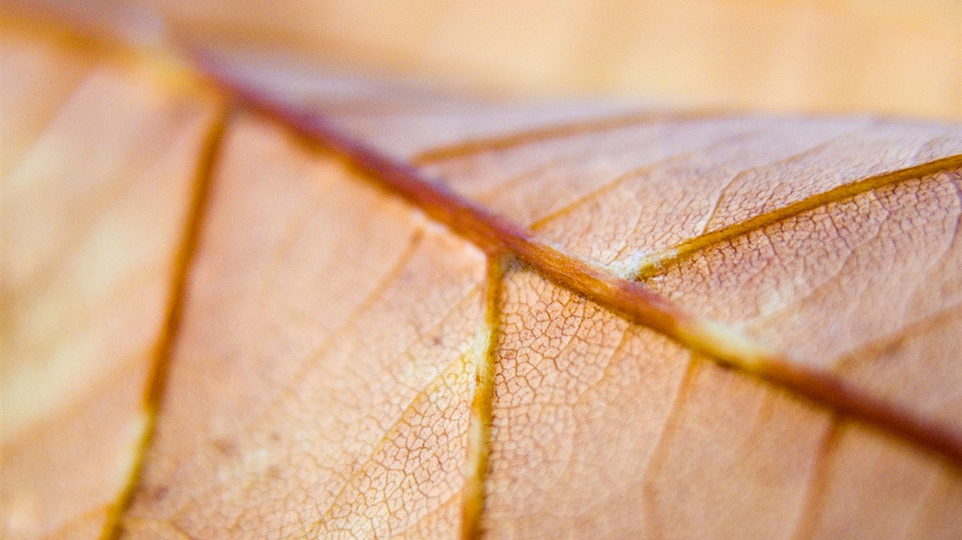 Dry Leaves Wallpaper2011 - Macro Flower Veins - HD Wallpaper 