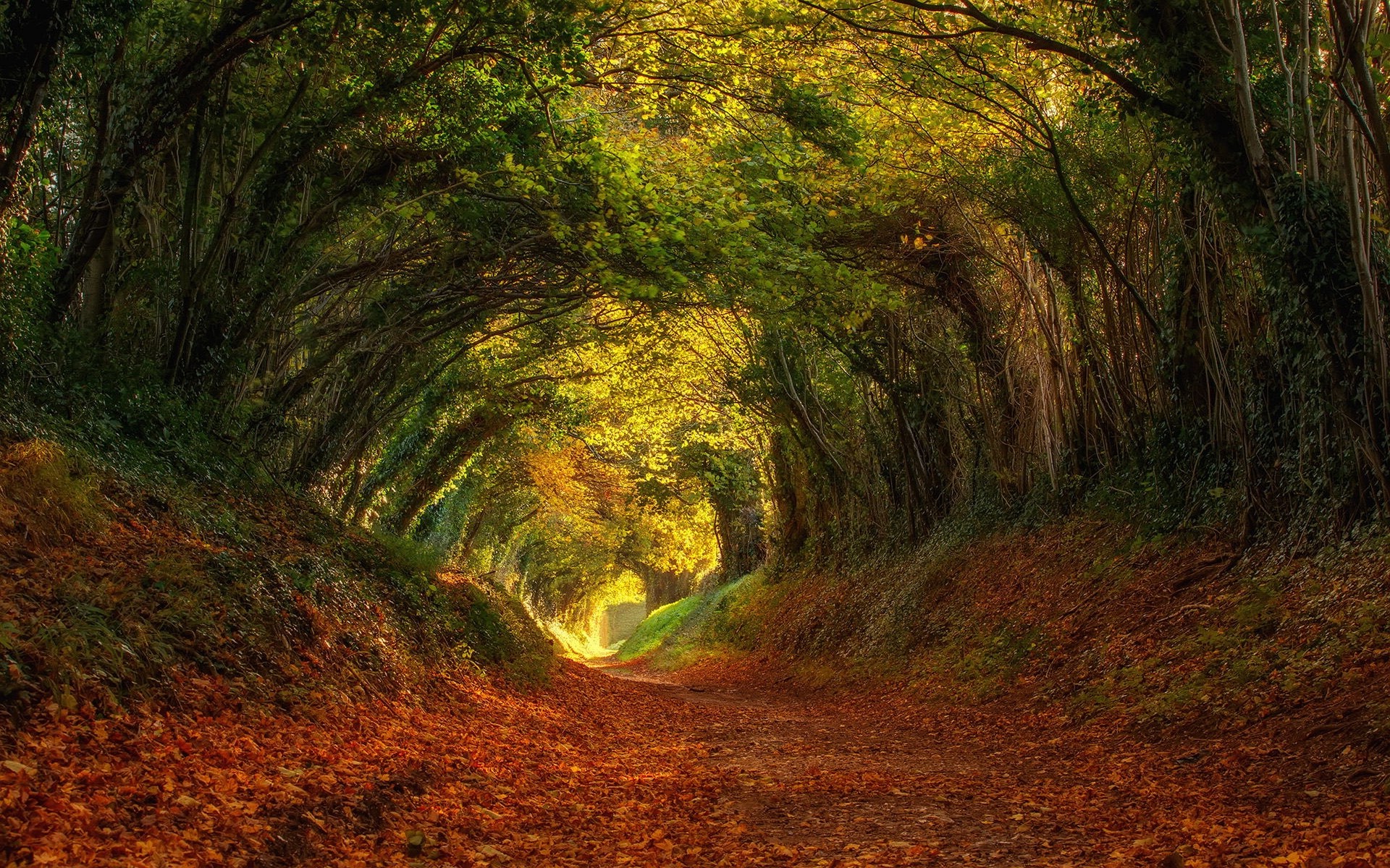 Tunnel Of Leaves - HD Wallpaper 