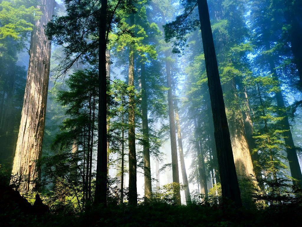 Santa Cruz Mountains - HD Wallpaper 