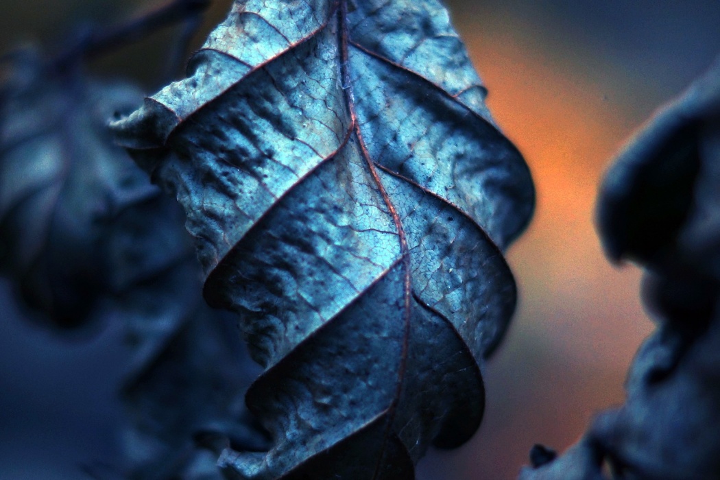 Big Dry Leaf Close Up - Blue Leaves Close Up - HD Wallpaper 